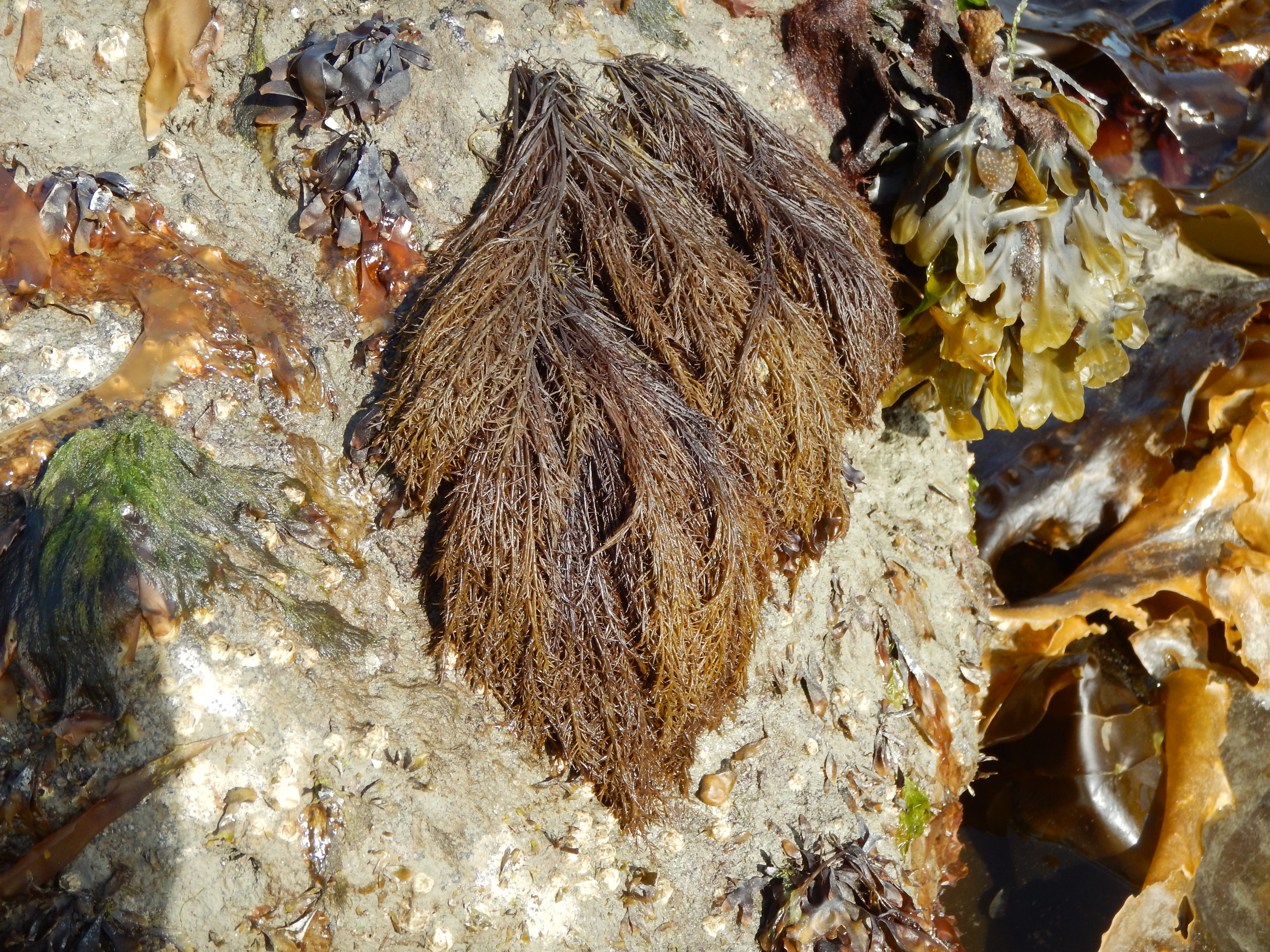Cryptosiphonia woodii – M. Lindeberg · Cook Inlet · June 2016