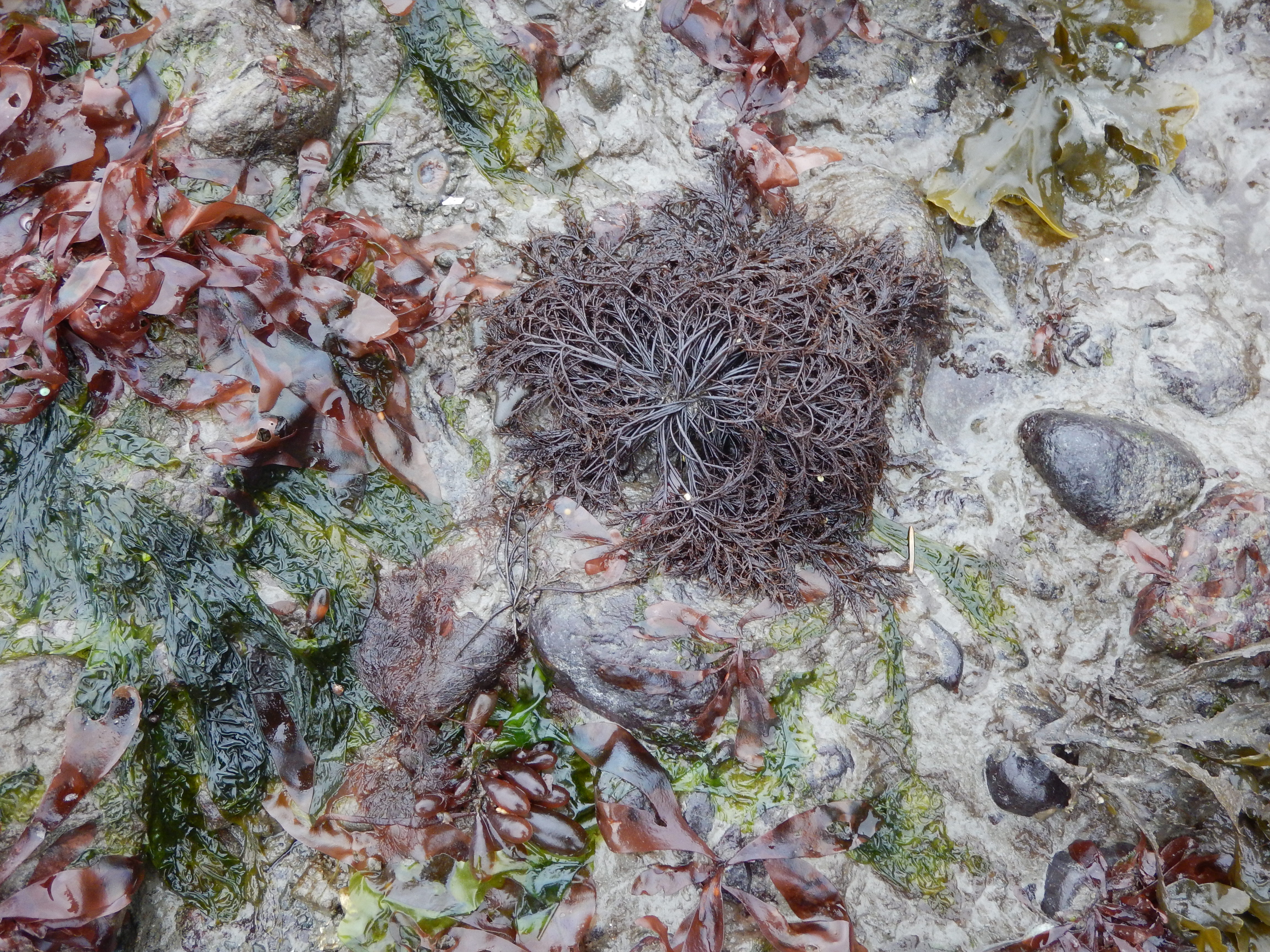 Cryptosiphonia woodii – M. Lindeberg · Cook Inlet · May 2017