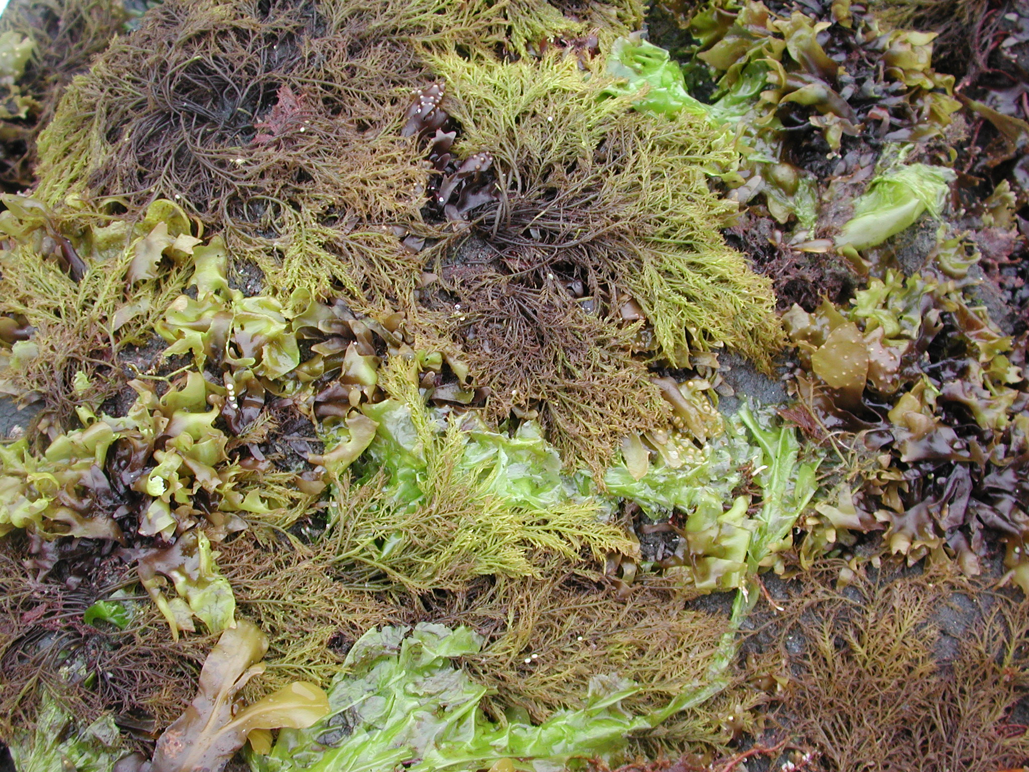 Cryptosiphonia woodii – M. Lindeberg · Kodiak Archipelago · June 2005