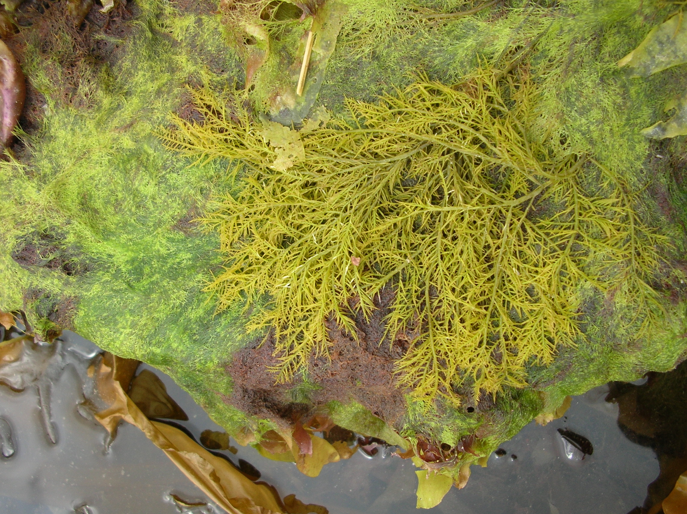 Cryptosiphonia woodii – M. Lindeberg · Kodiak Archipelago · May 2005