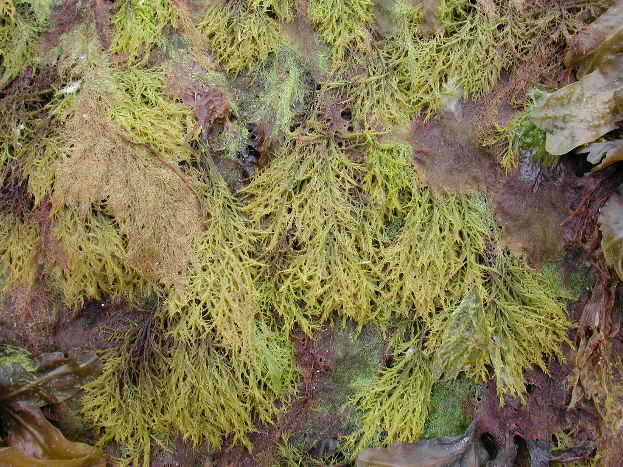 Cryptosiphonia woodii – M. Lindeberg · Kodiak Archipelago · May 2005