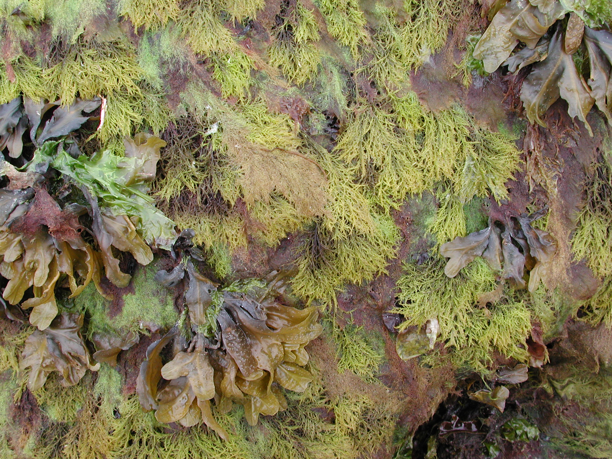 Cryptosiphonia woodii – M. Lindeberg · Kodiak Archipelago · May 2005