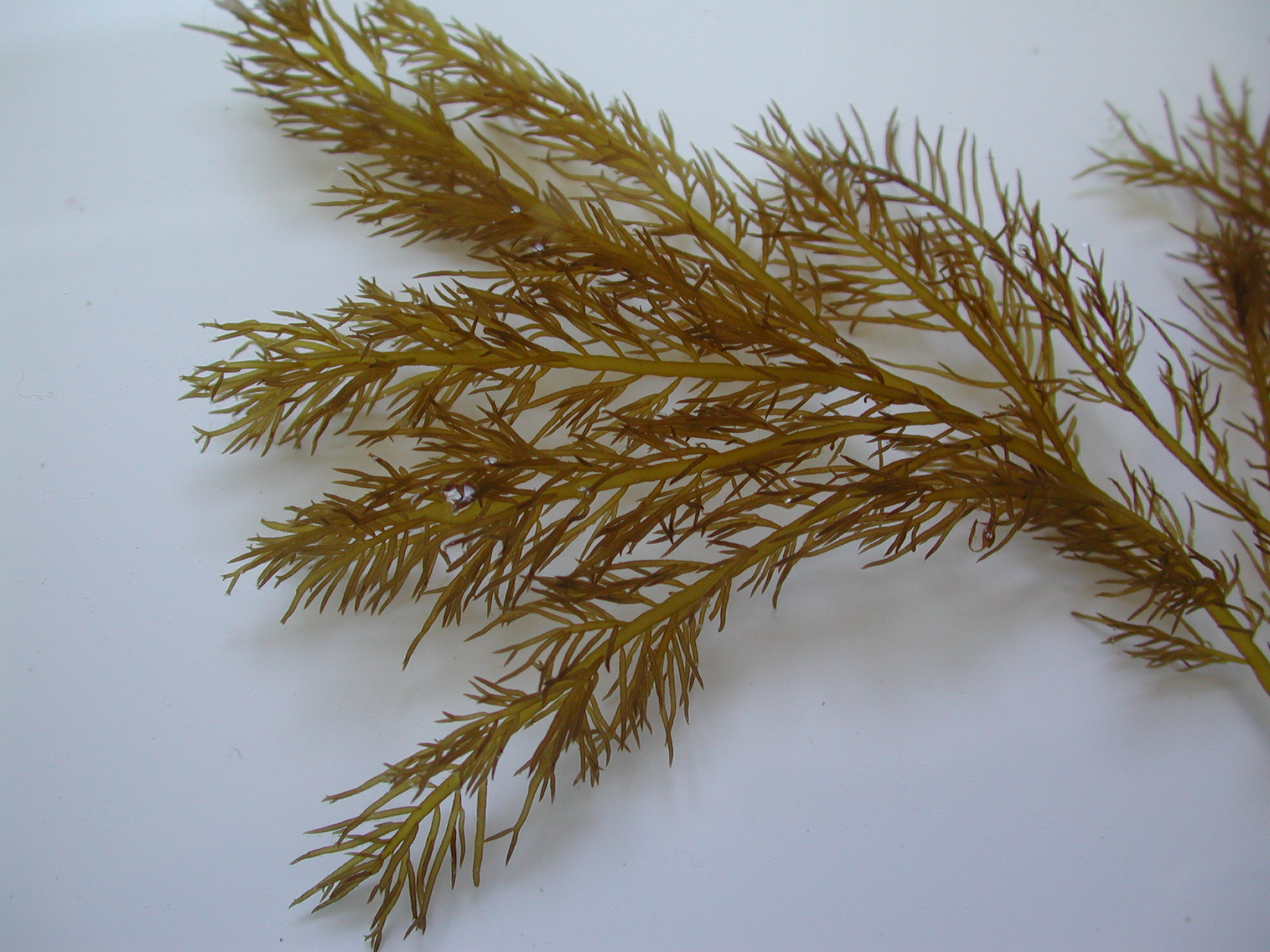 Cryptosiphonia woodii – M. Lindeberg · Cook Inlet · June 2003