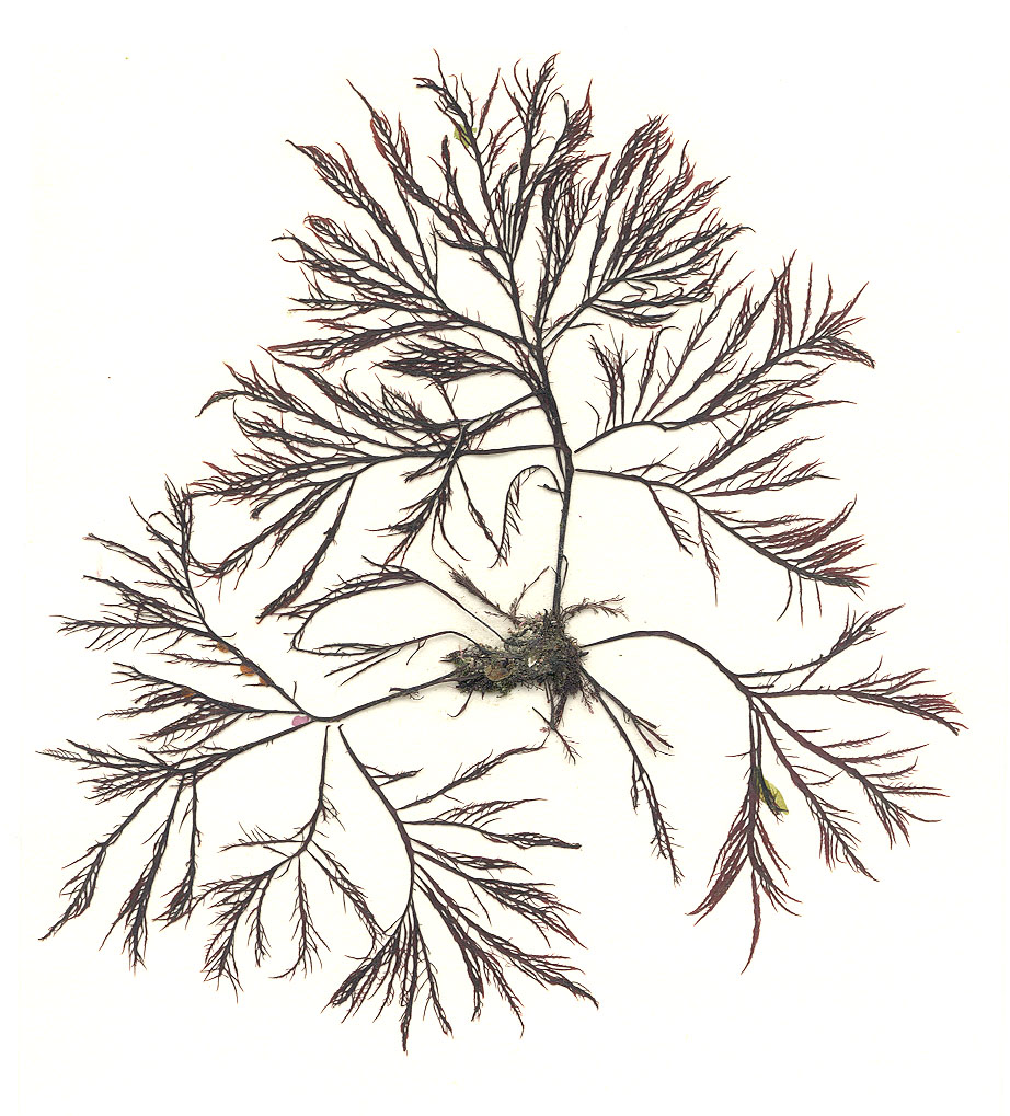 Cryptosiphonia woodii – M. Lindeberg · Kenai Peninsula · May 1991