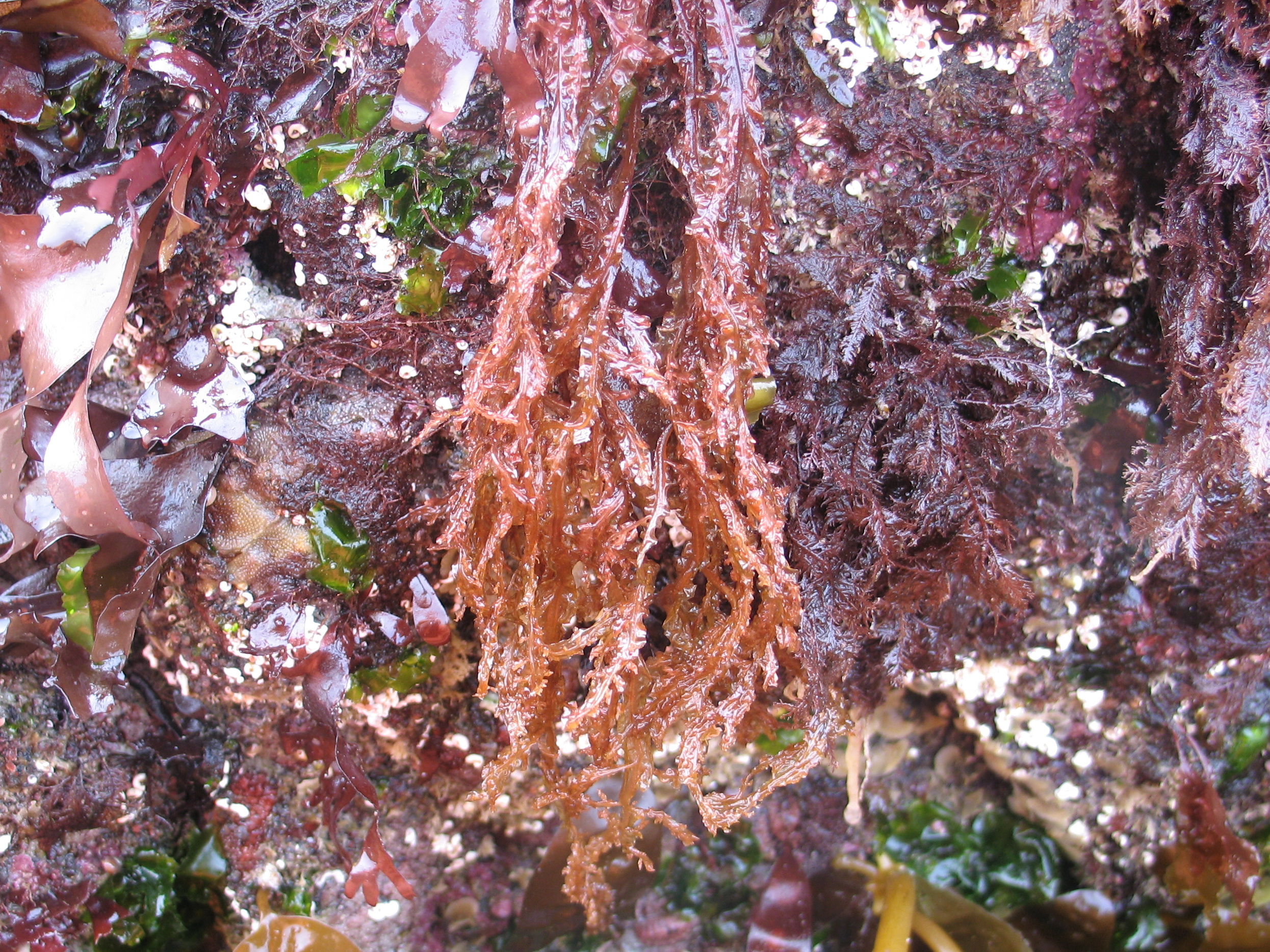 Cumathamnion decipiens – M. Lindeberg · Southeast · June 2008