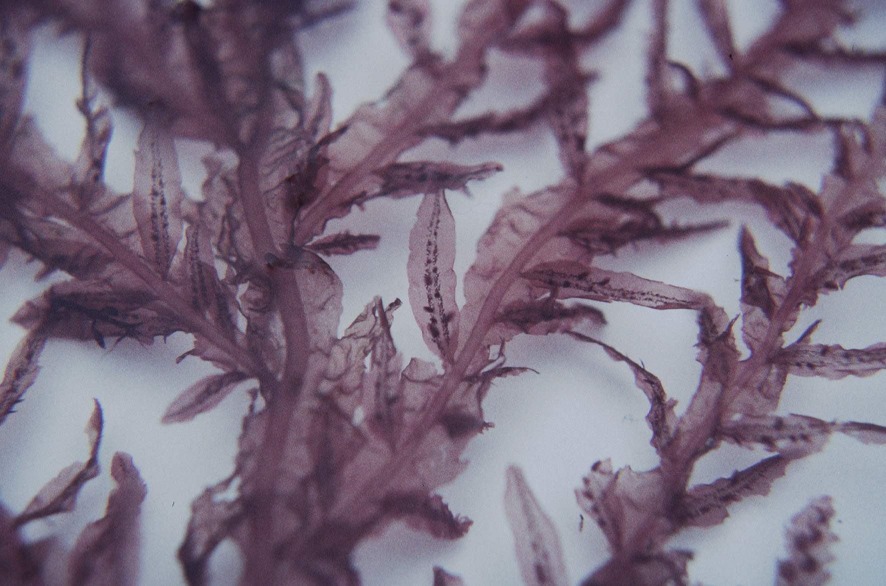 Cumathamnion decipiens – M. Lindeberg