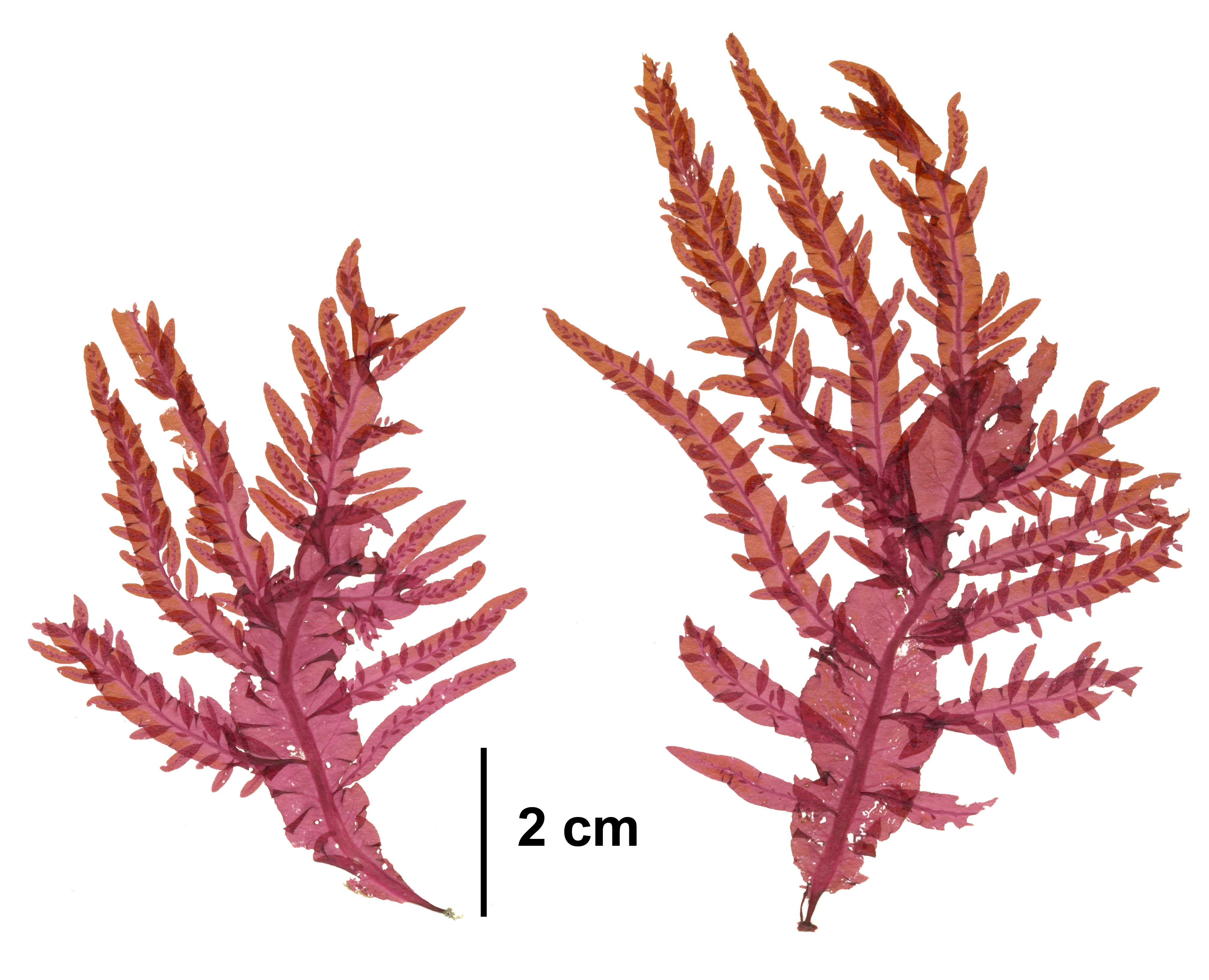 Cumathamnion decipiens – M. Lindeberg · Southeast · May 2013
