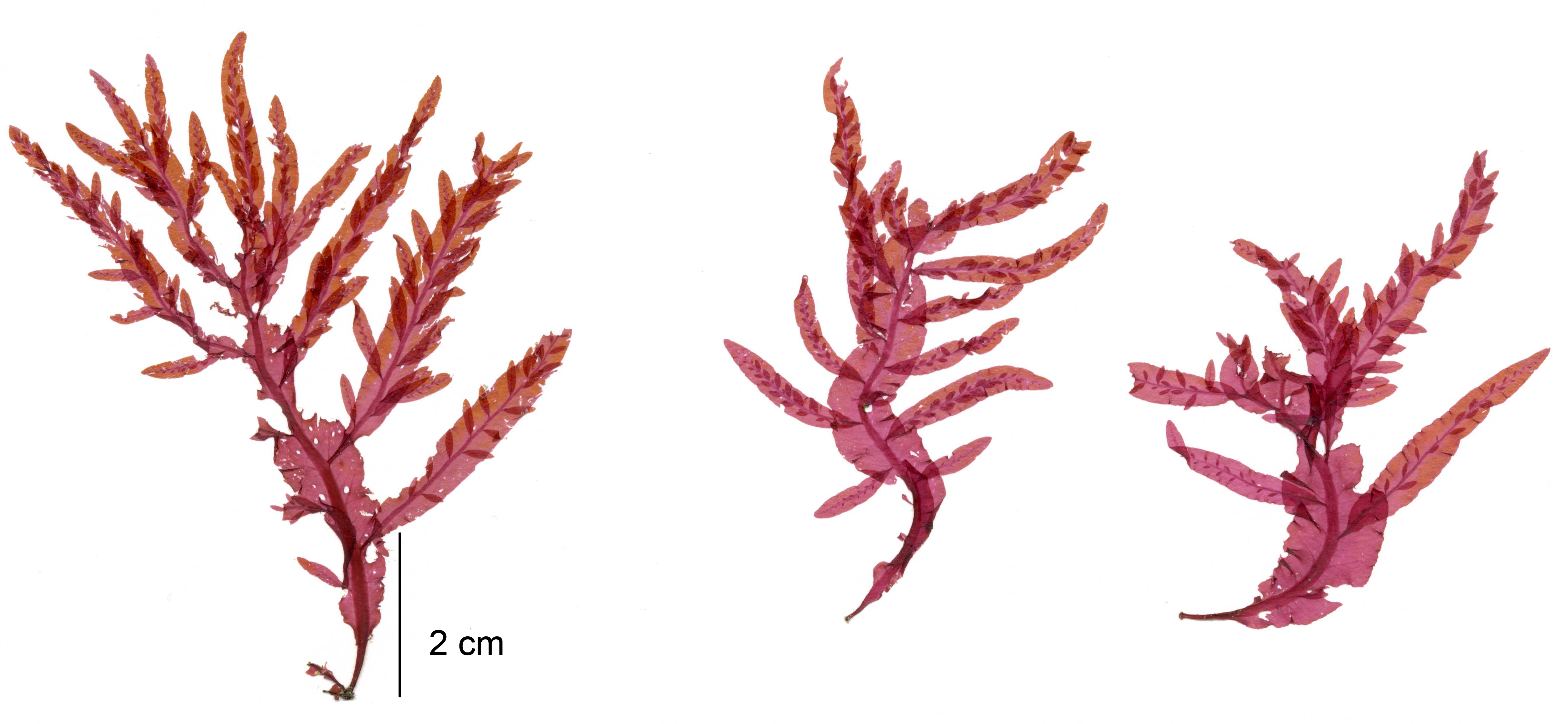Cumathamnion decipiens – M. Lindeberg · Southeast · May 2013
