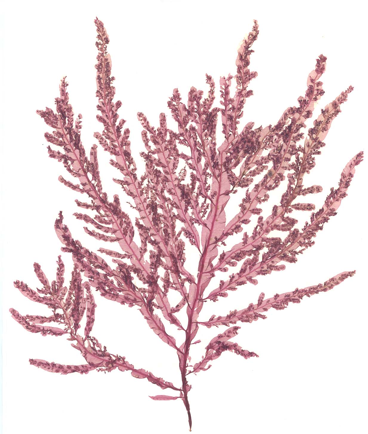Cumathamnion decipiens
