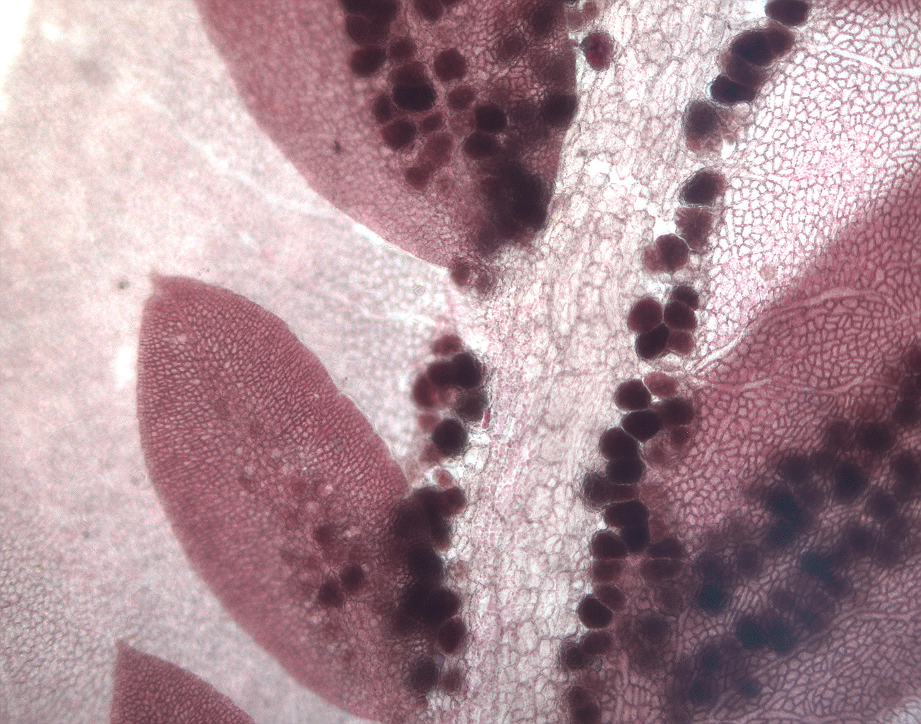 Cumathamnion decipiens – M. Lindeberg · Southeast