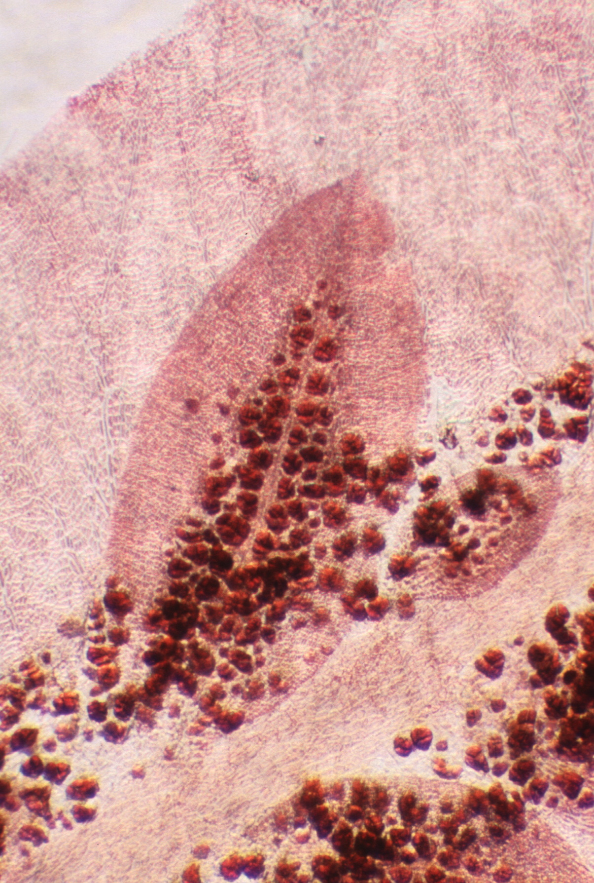 Cumathamnion decipiens – M. Lindeberg · Southeast