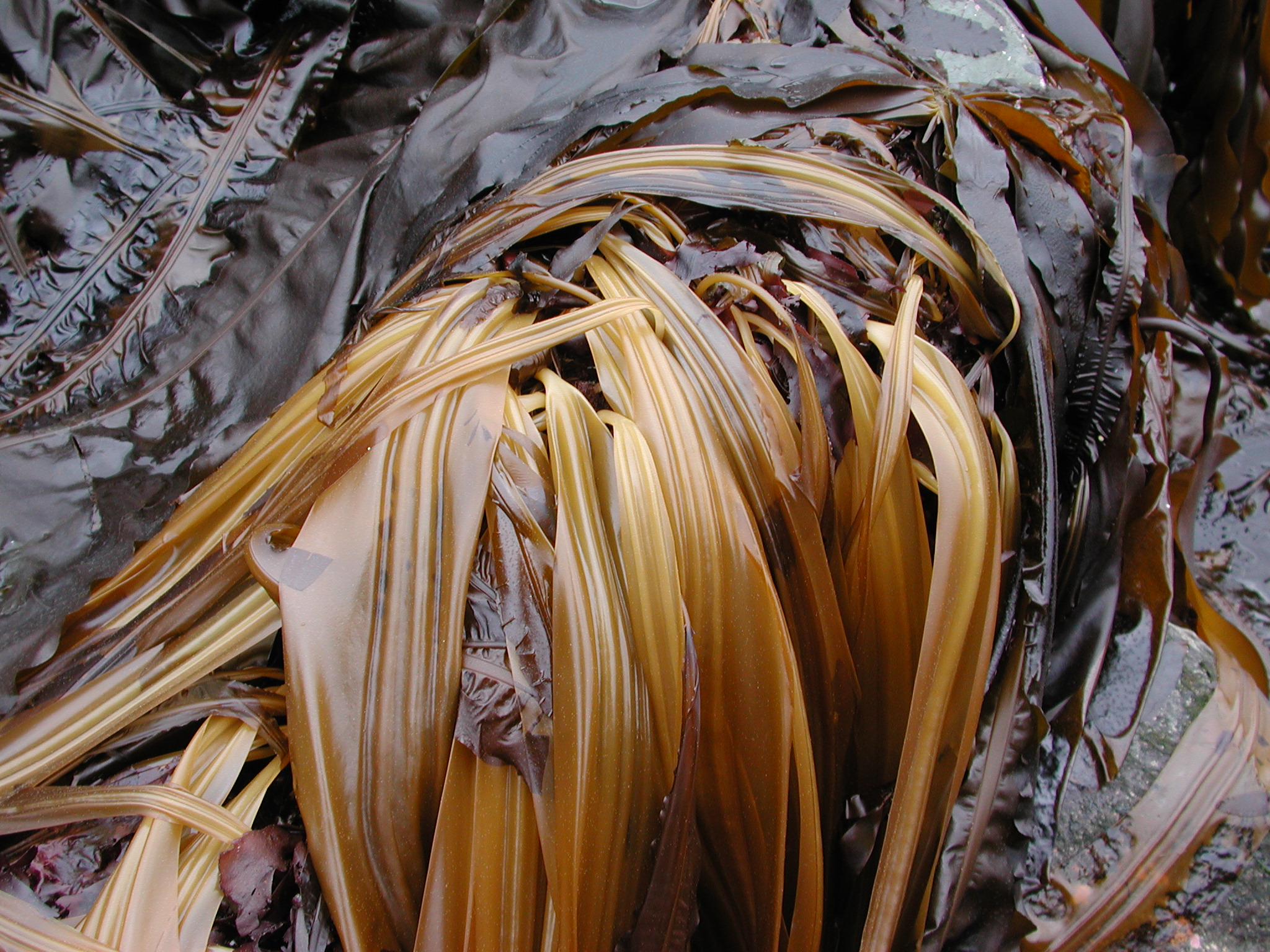 Cymathaere triplicata – M. Lindeberg · Kodiak Archipelago · May 2005