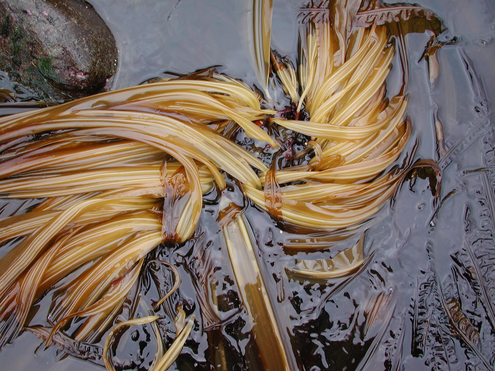 Cymathaere triplicata – M. Lindeberg · Kodiak Archipelago · May 2005