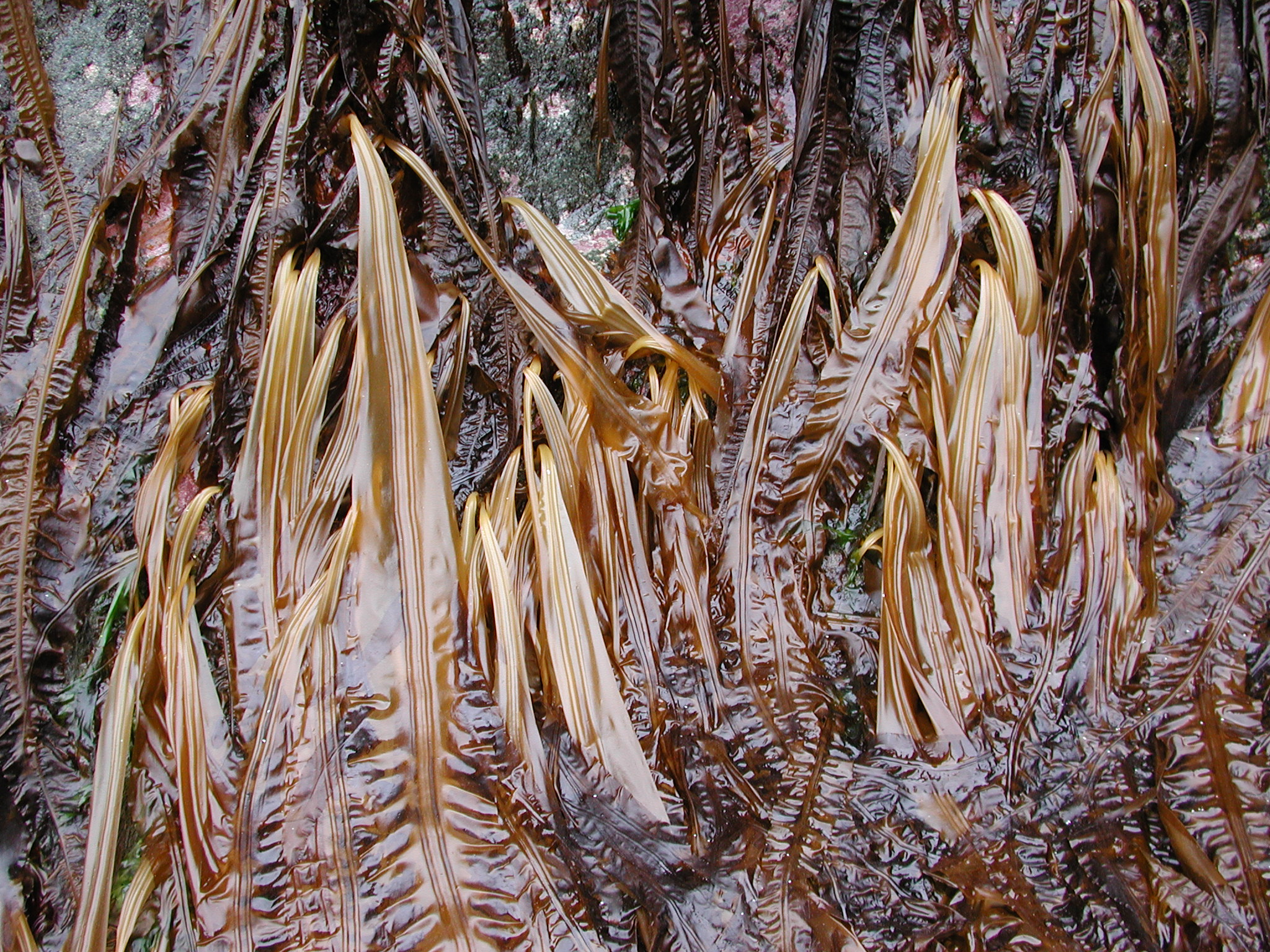 Cymathaere triplicata – M. Lindeberg · Kodiak Archipelago · May 2005