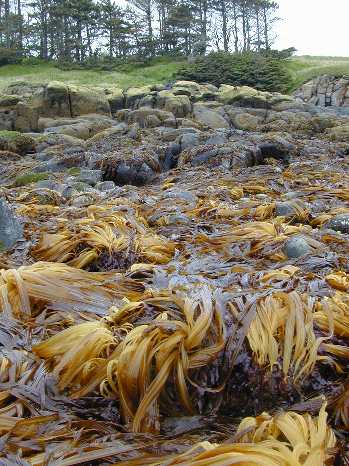 Cymathaere triplicata – S. Lindstrom · Alaska Peninsula · June 2007