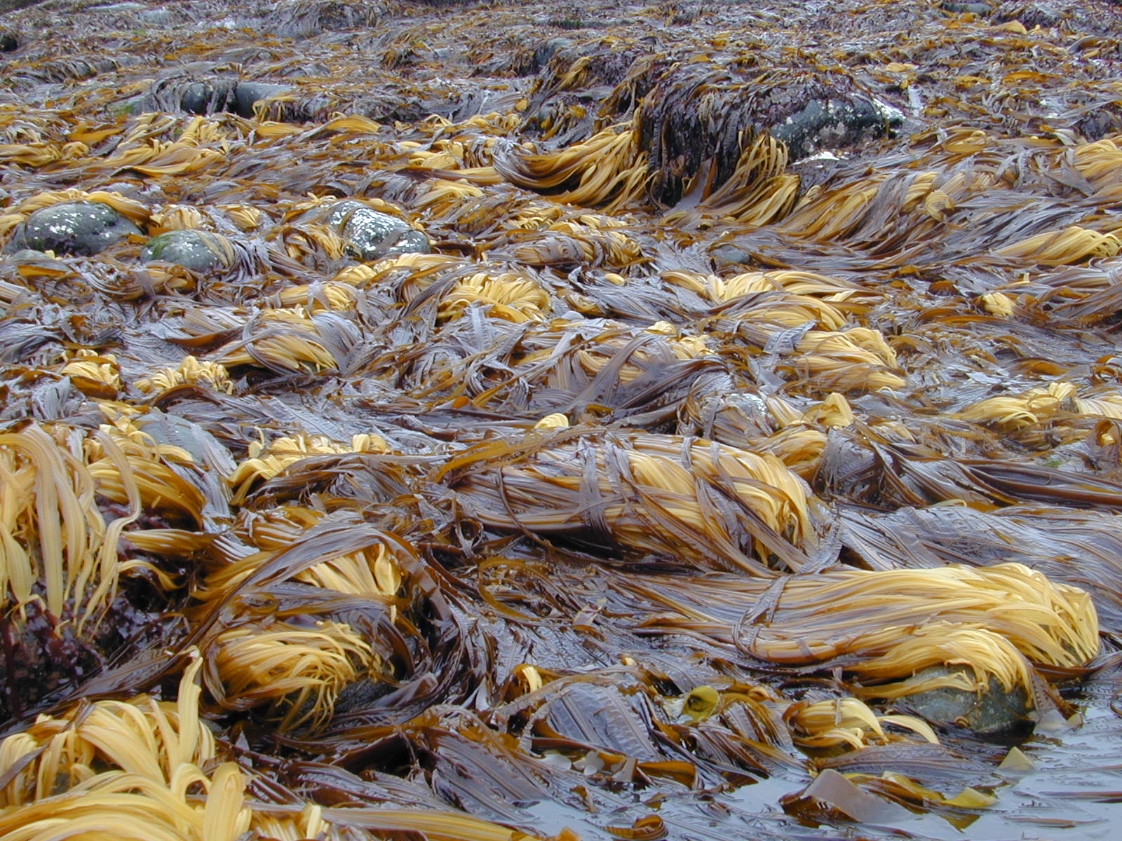 Cymathaere triplicata – S. Lindstrom · Alaska Peninsula · June 2007