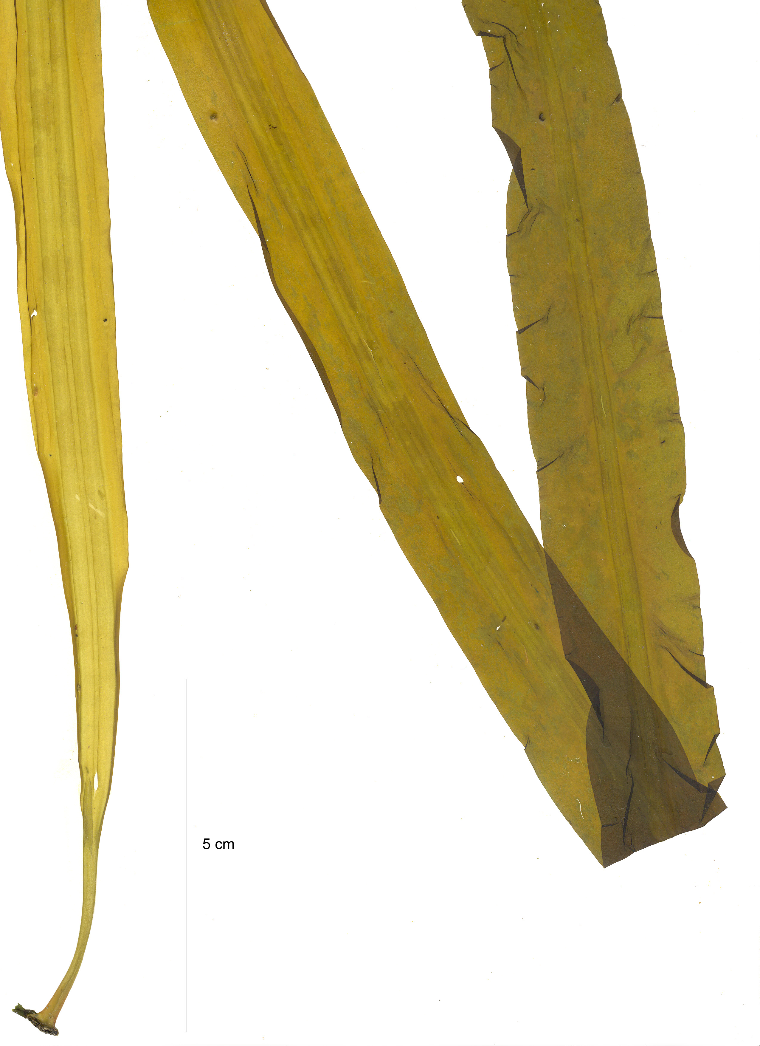 Cymathaere triplicata – M. Lindeberg · Aleutian Islands · July 2006