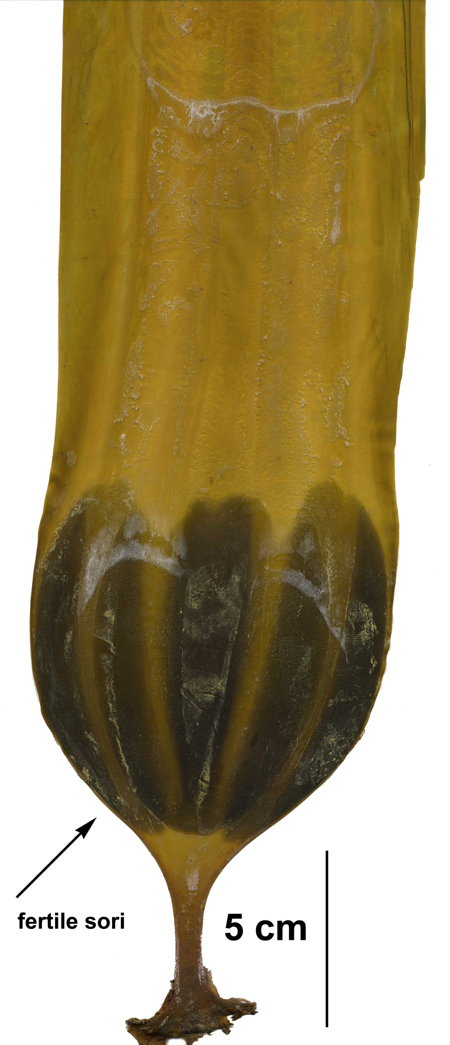 Cymathaere triplicata – M. Lindeberg · Aleutian Islands · July 2007