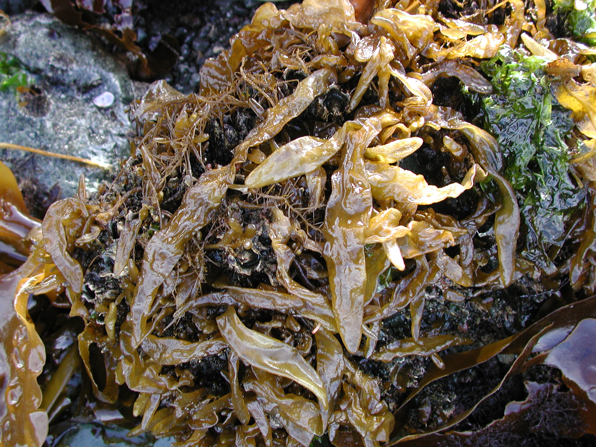 Dactylosiphon bullosus – M. Lindeberg · Kodiak Archipelago · May 2005