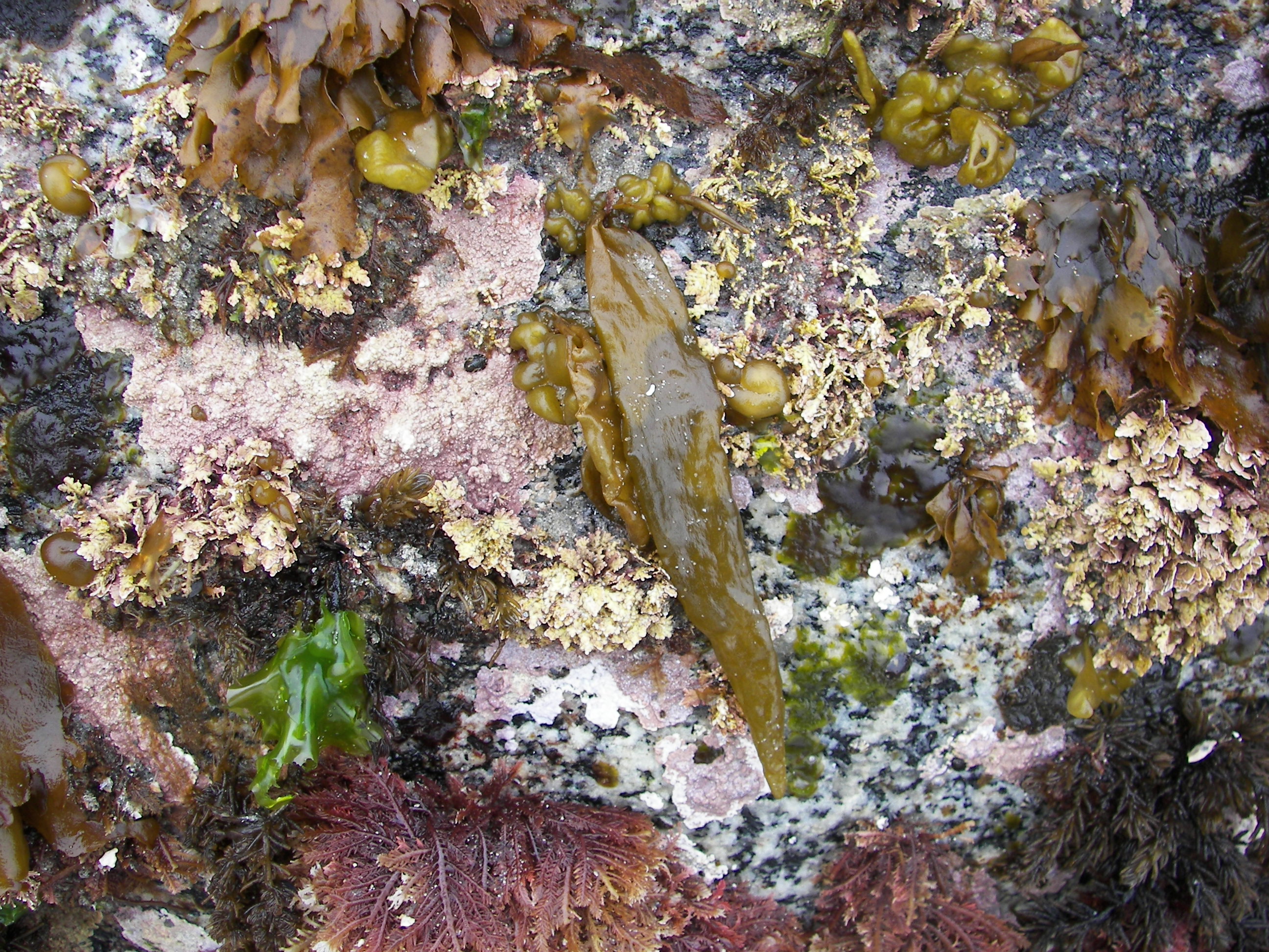 Dactylosiphon bullosus – S. Lindstrom · Kodiak Archipelago · May 2005