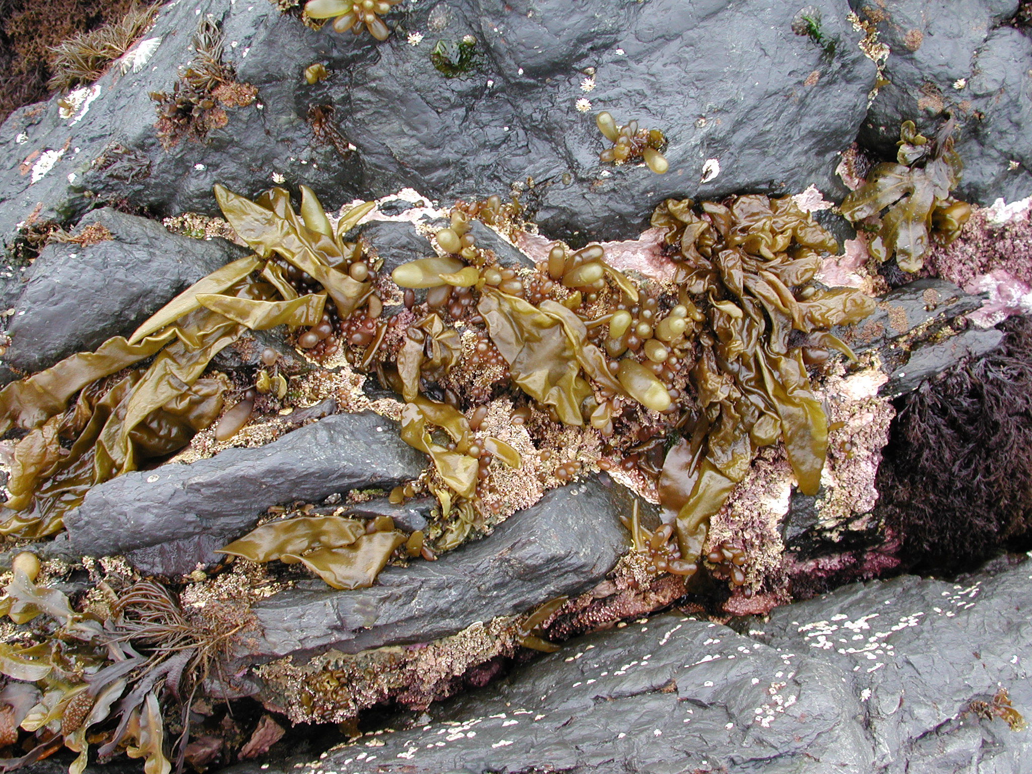 Dactylosiphon bullosus – M. Lindeberg · Kodiak Archipelago · June 2005