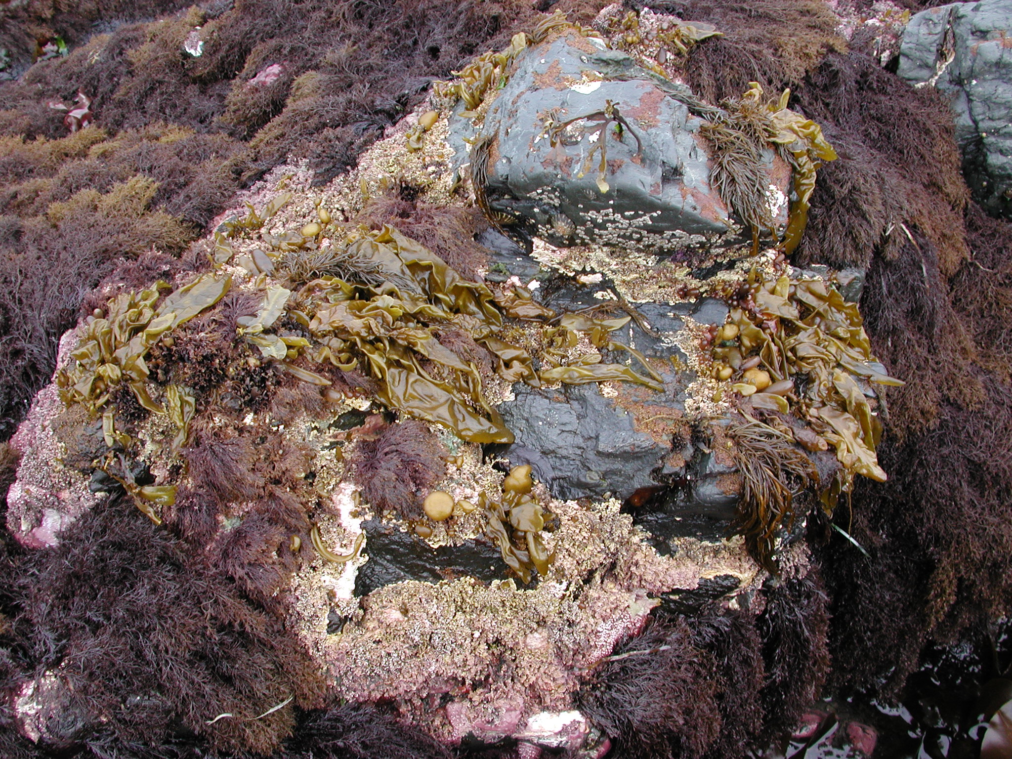 Dactylosiphon bullosus – M. Lindeberg · Kodiak Archipelago · June 2005