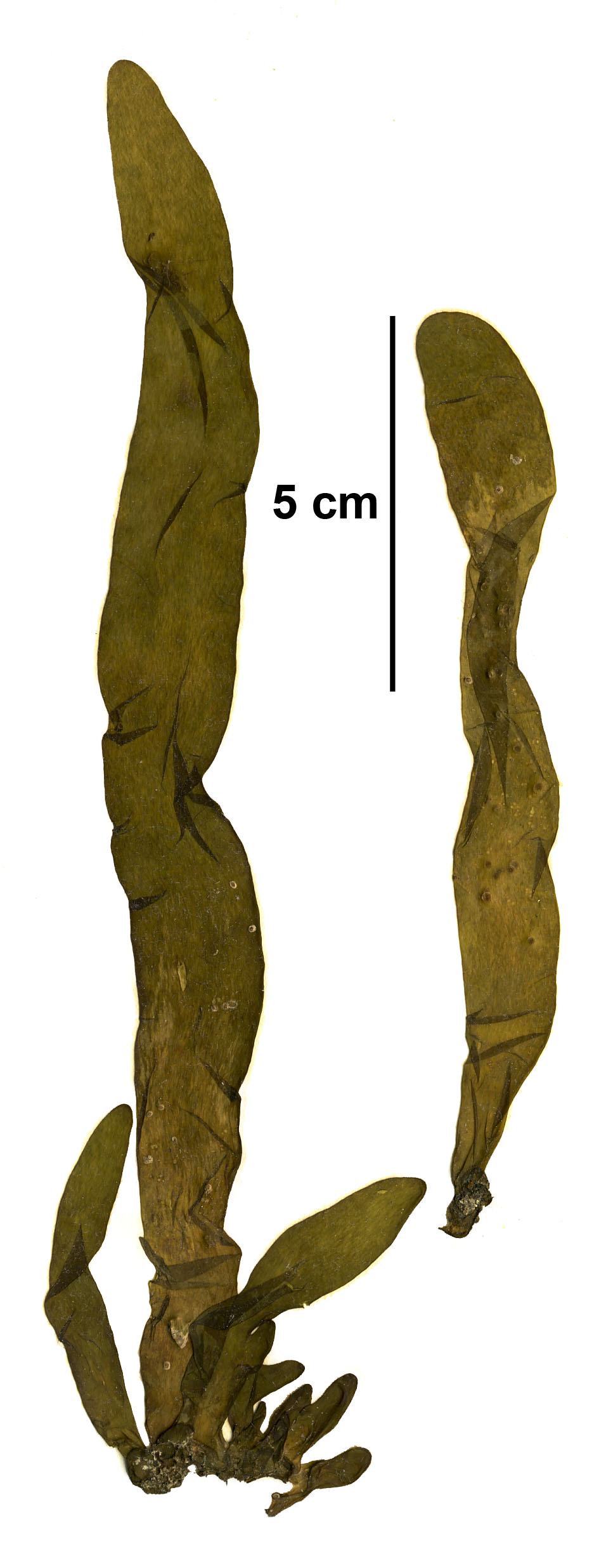 Dactylosiphon bullosus – S. Lindstrom · Kodiak Archipelago · May 2005
