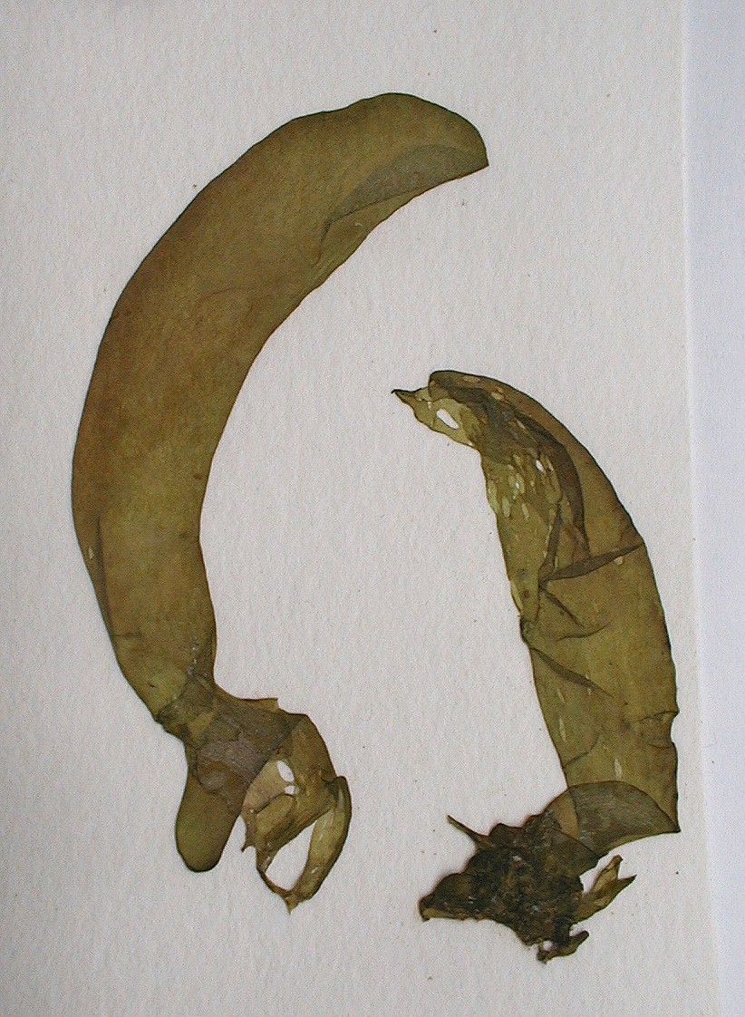 Dactylosiphon bullosus