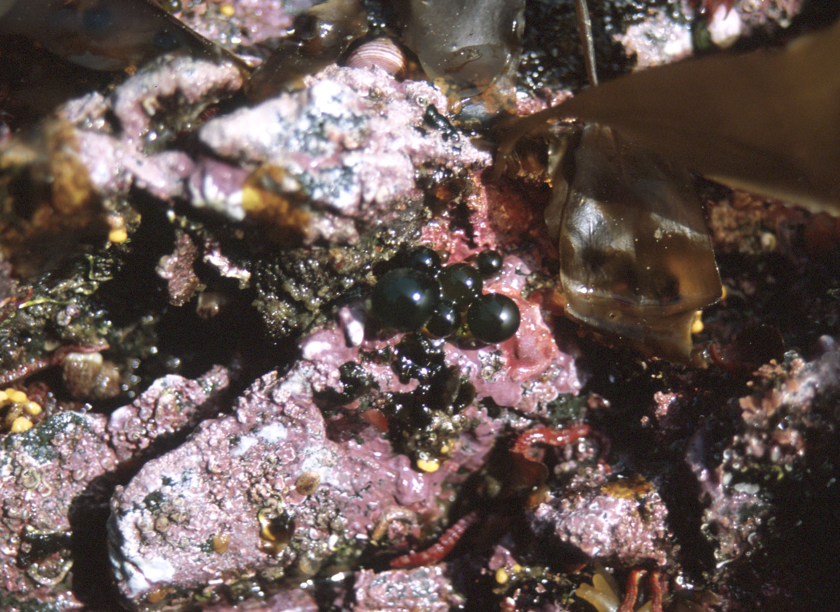 Derbesia sp. – M. Lindeberg · Cook Inlet · June 2005