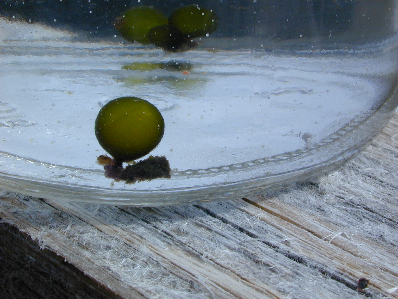 Derbesia sp.