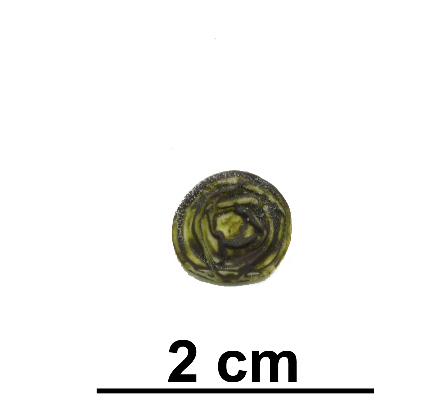 Derbesia sp. – M. Lindeberg · Cook Inlet · June 2000