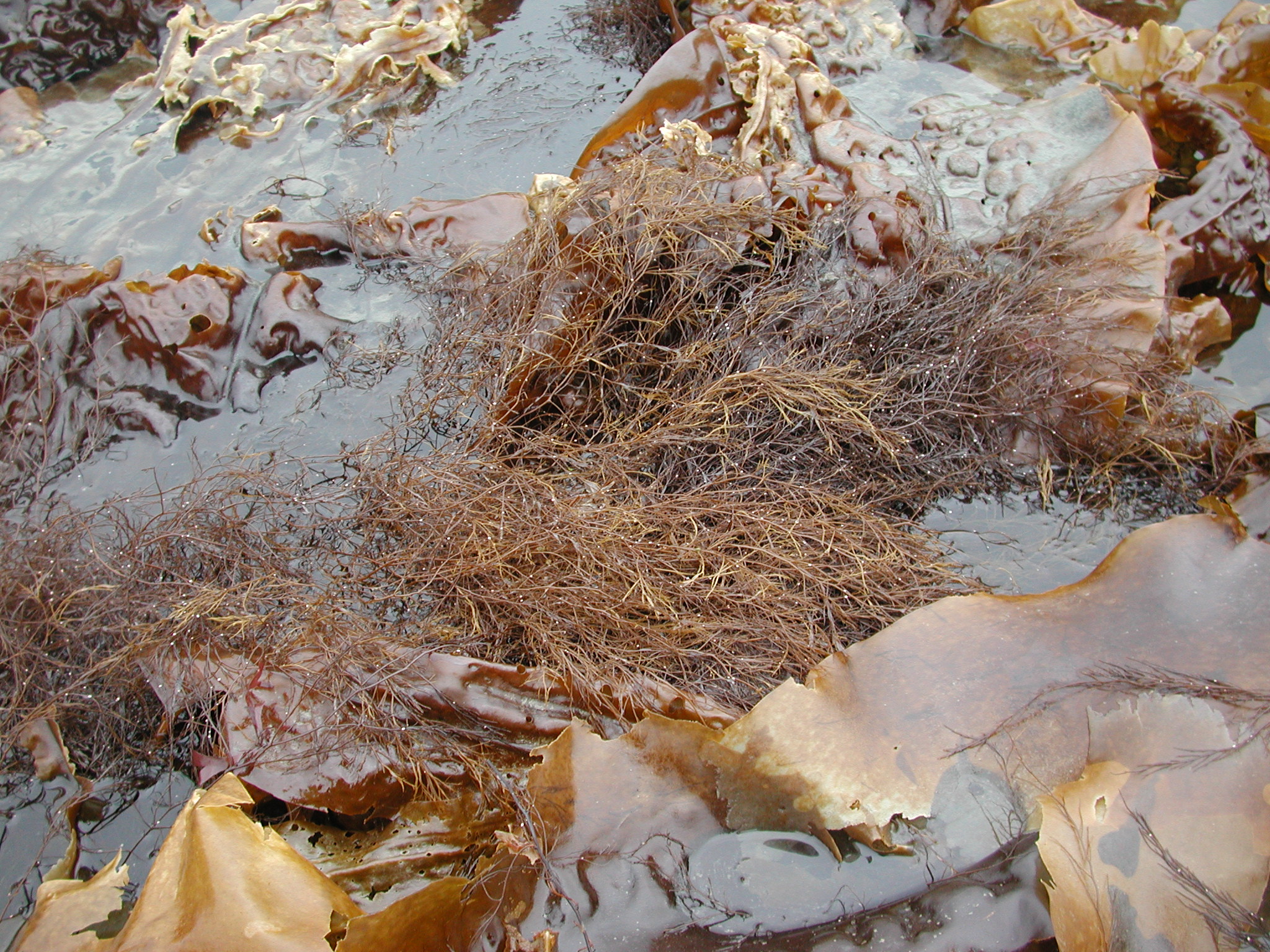 Desmarestia aculeata – M. Lindeberg · Kodiak Archipelago · June 2005