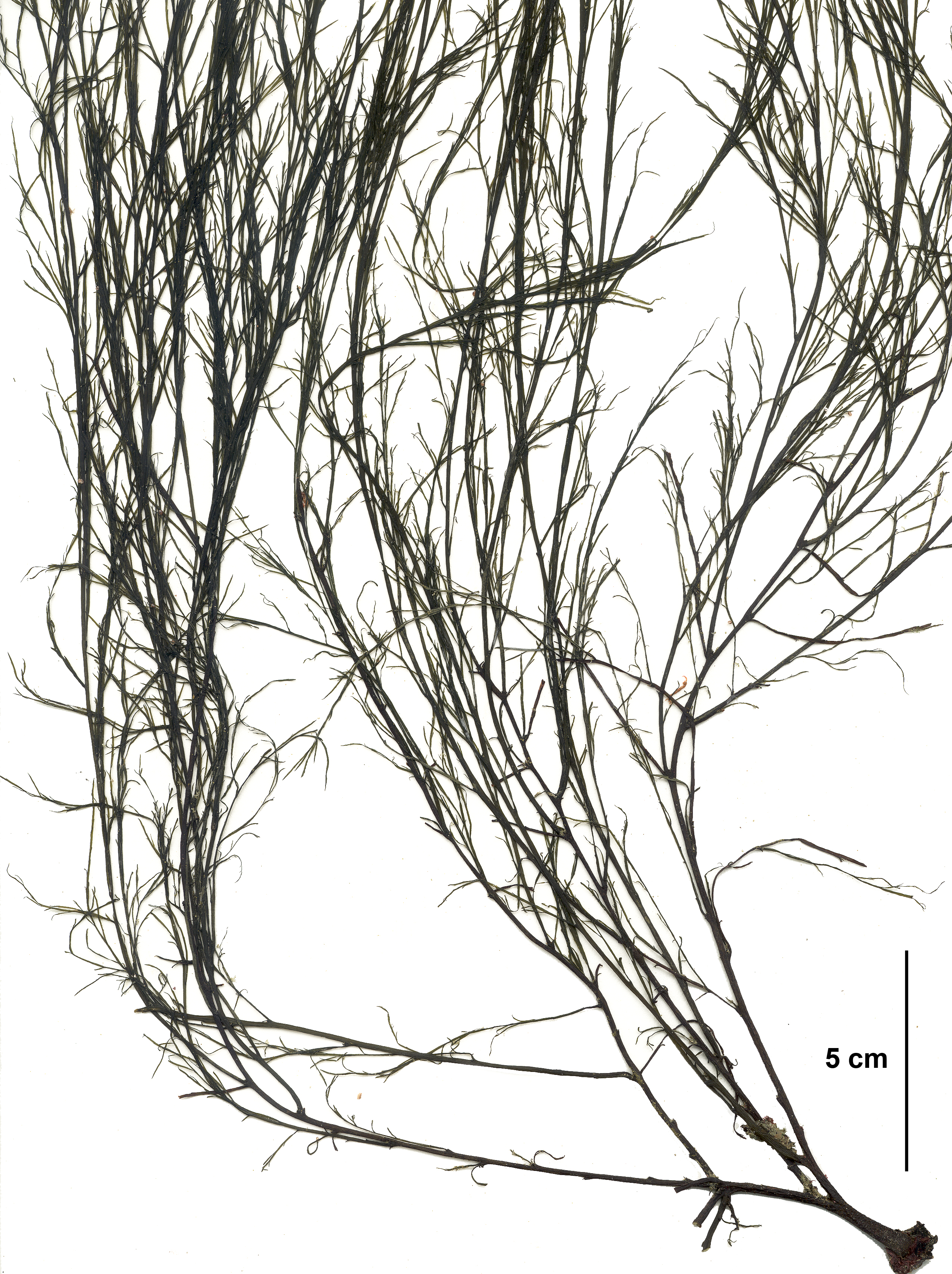 Desmarestia aculeata