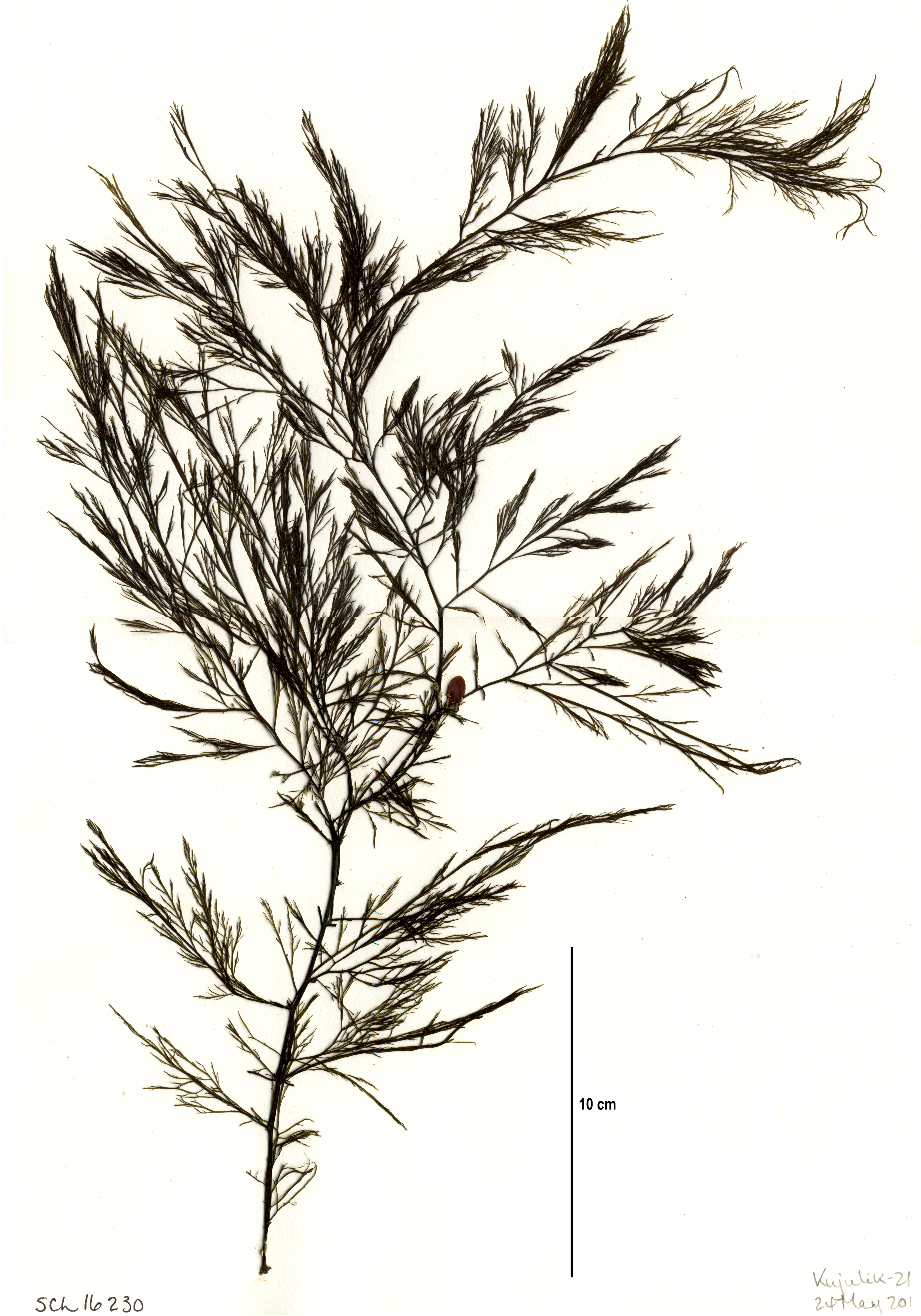 Desmarestia aculeata – S. Lindstrom · Alaska Peninsula · May 2016
