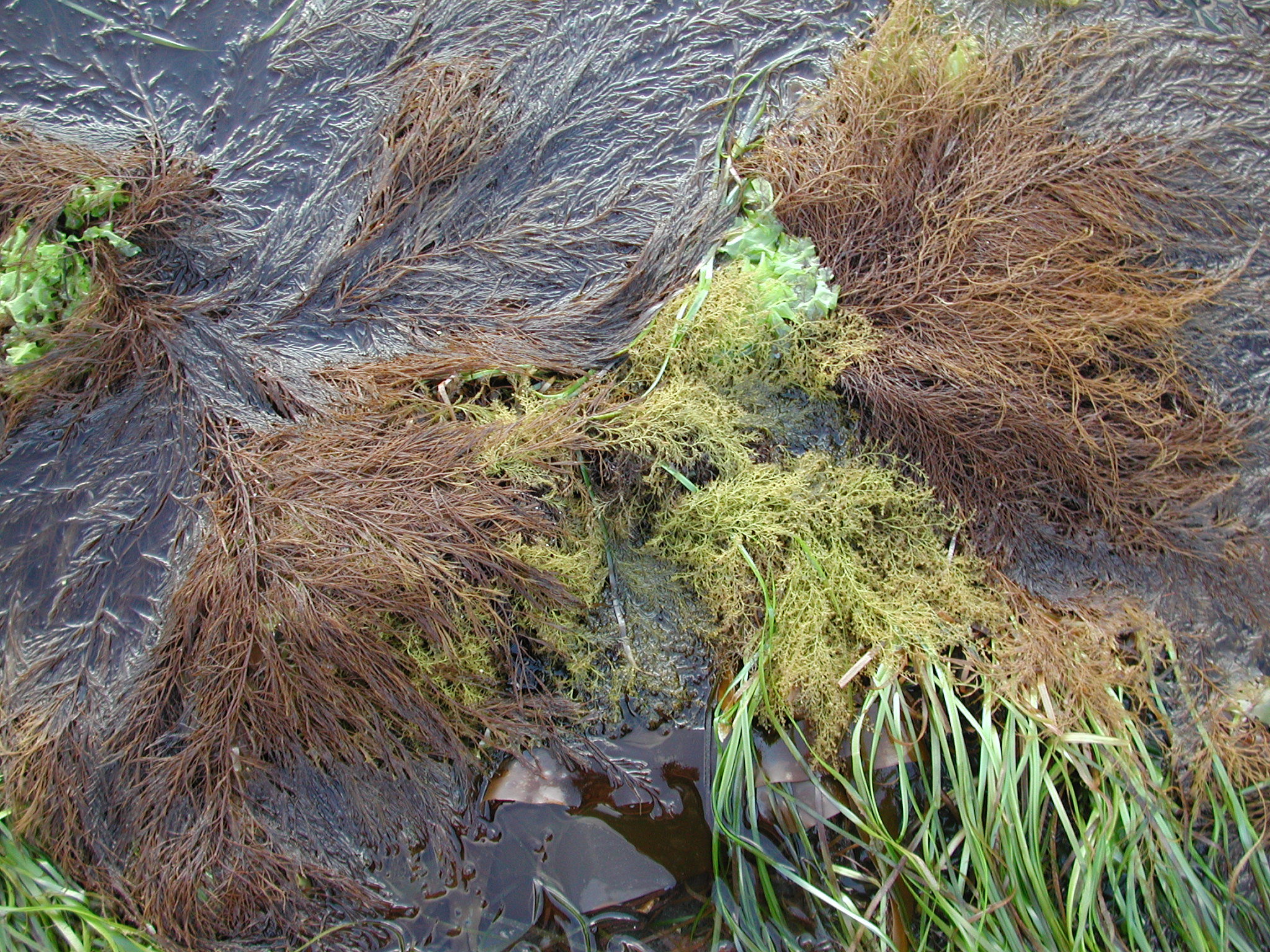 Desmarestia aculeata – M. Lindeberg · Kodiak Archipelago · June 2005