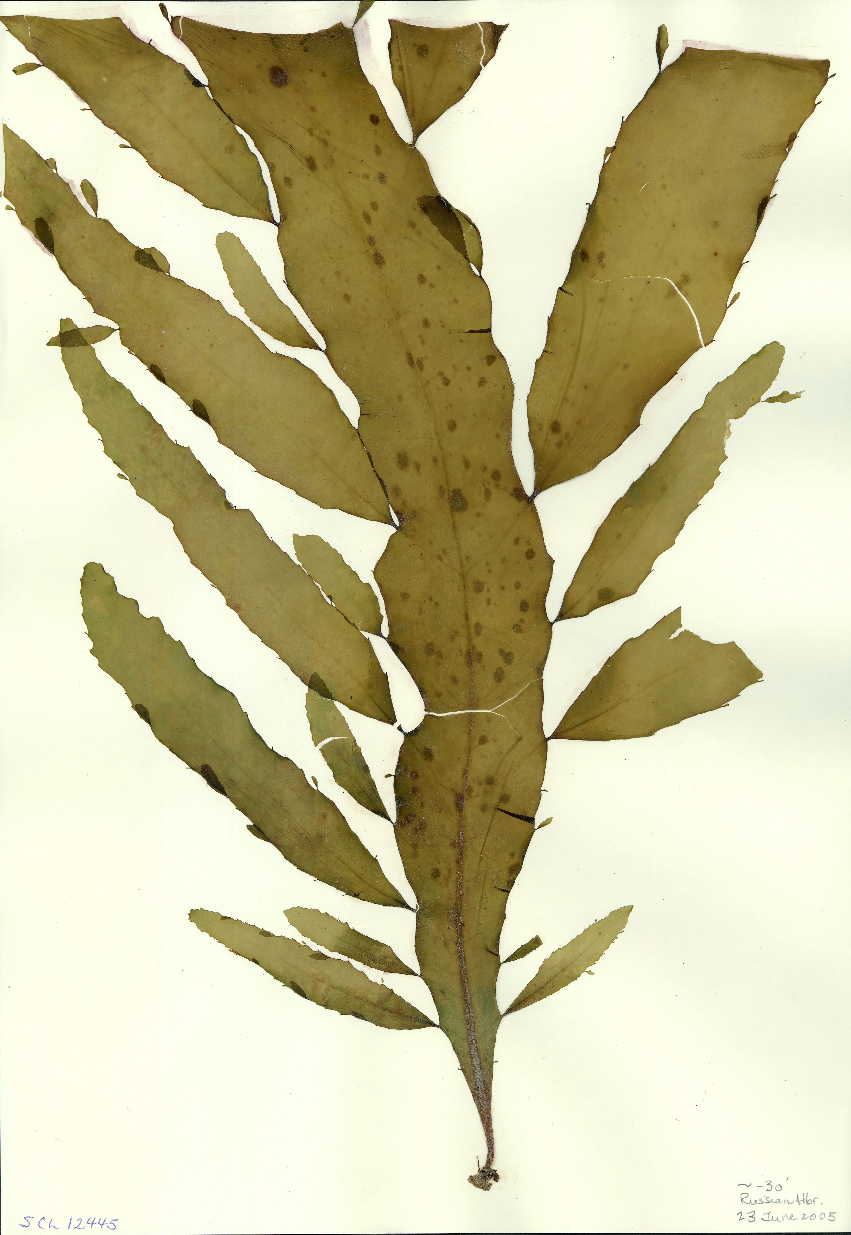 Desmarestia herbacea