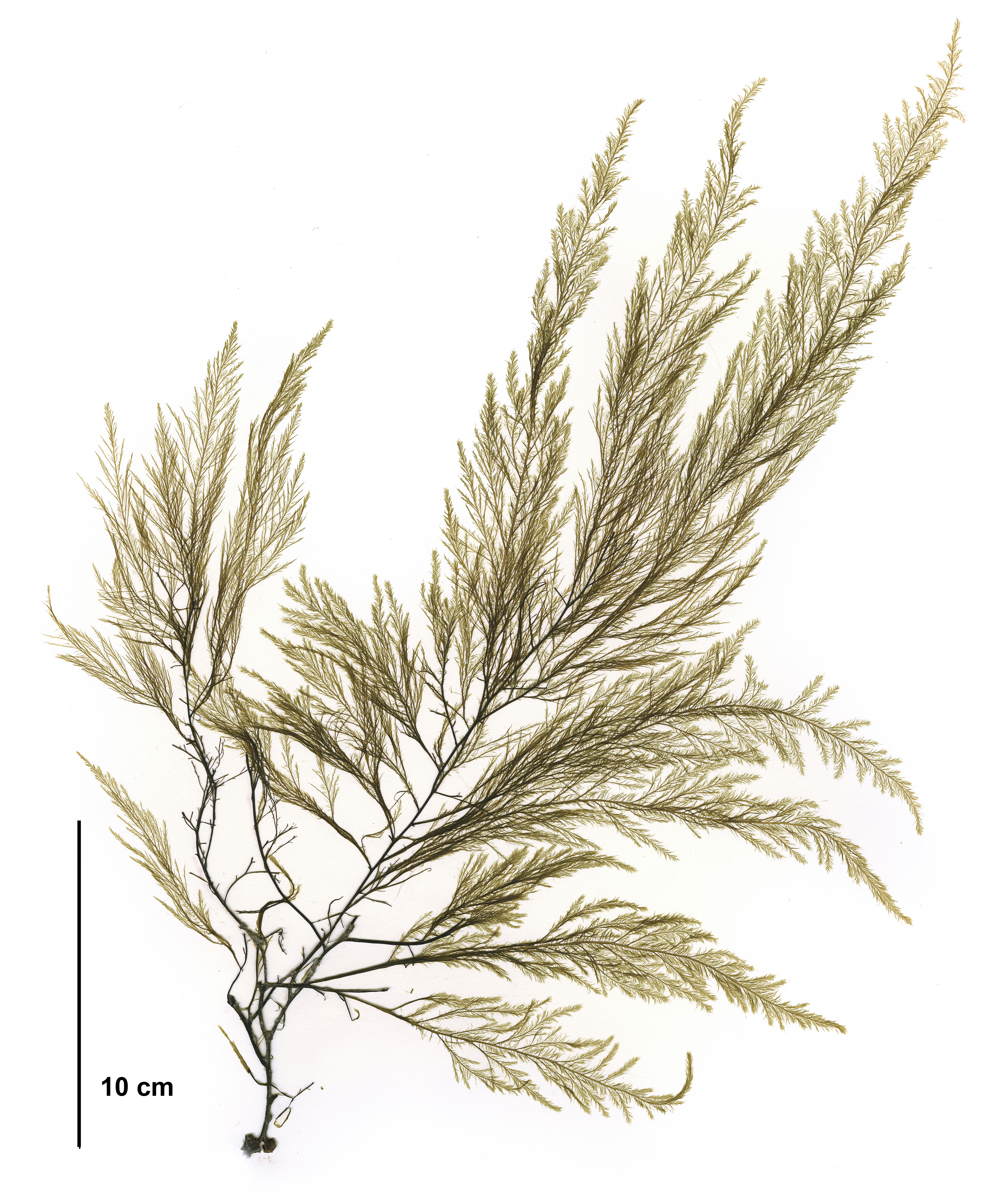 Desmarestia viridis