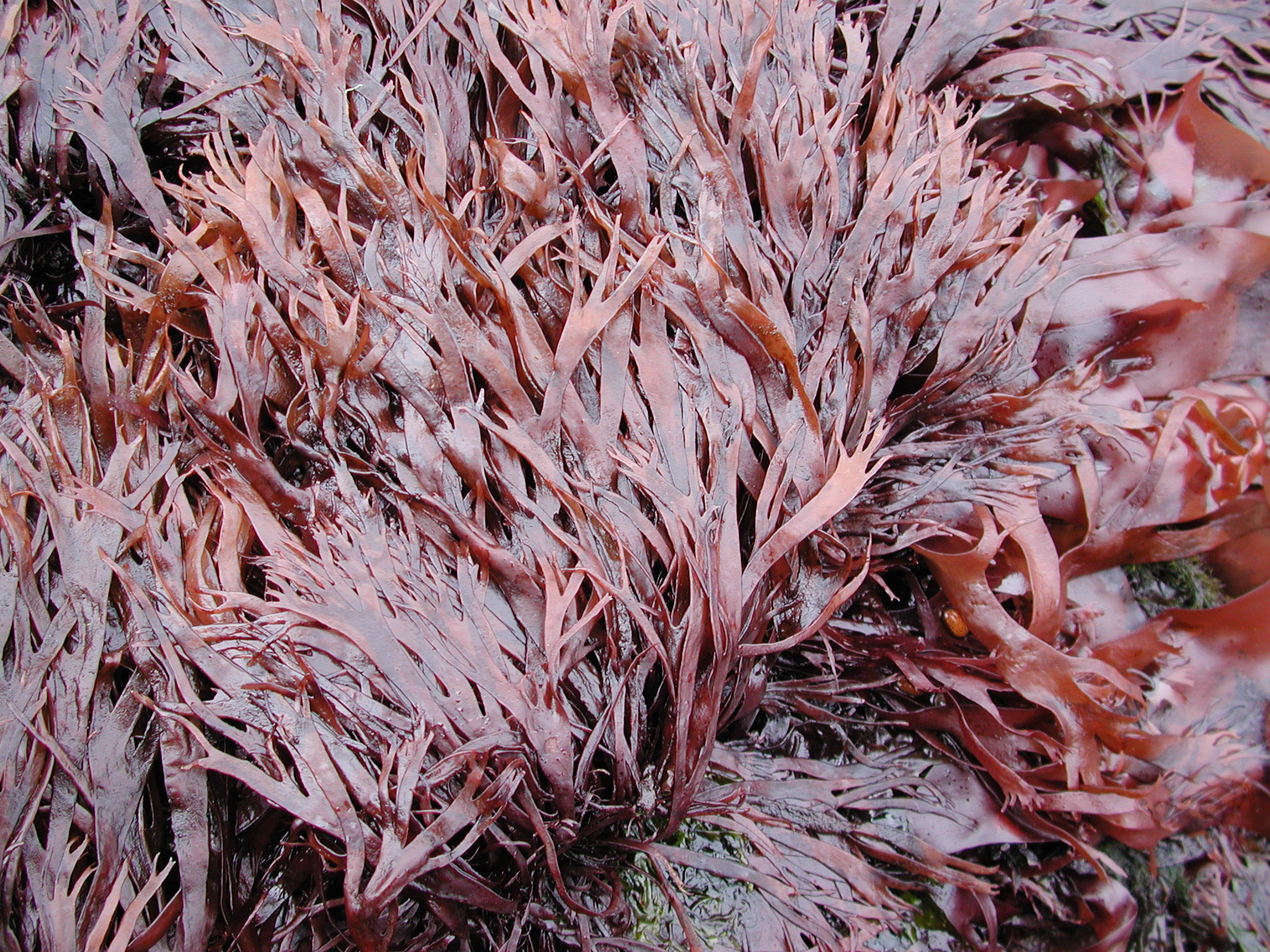 Devaleraea callophylloides – M. Lindeberg · Kodiak Archipelago · May 2005