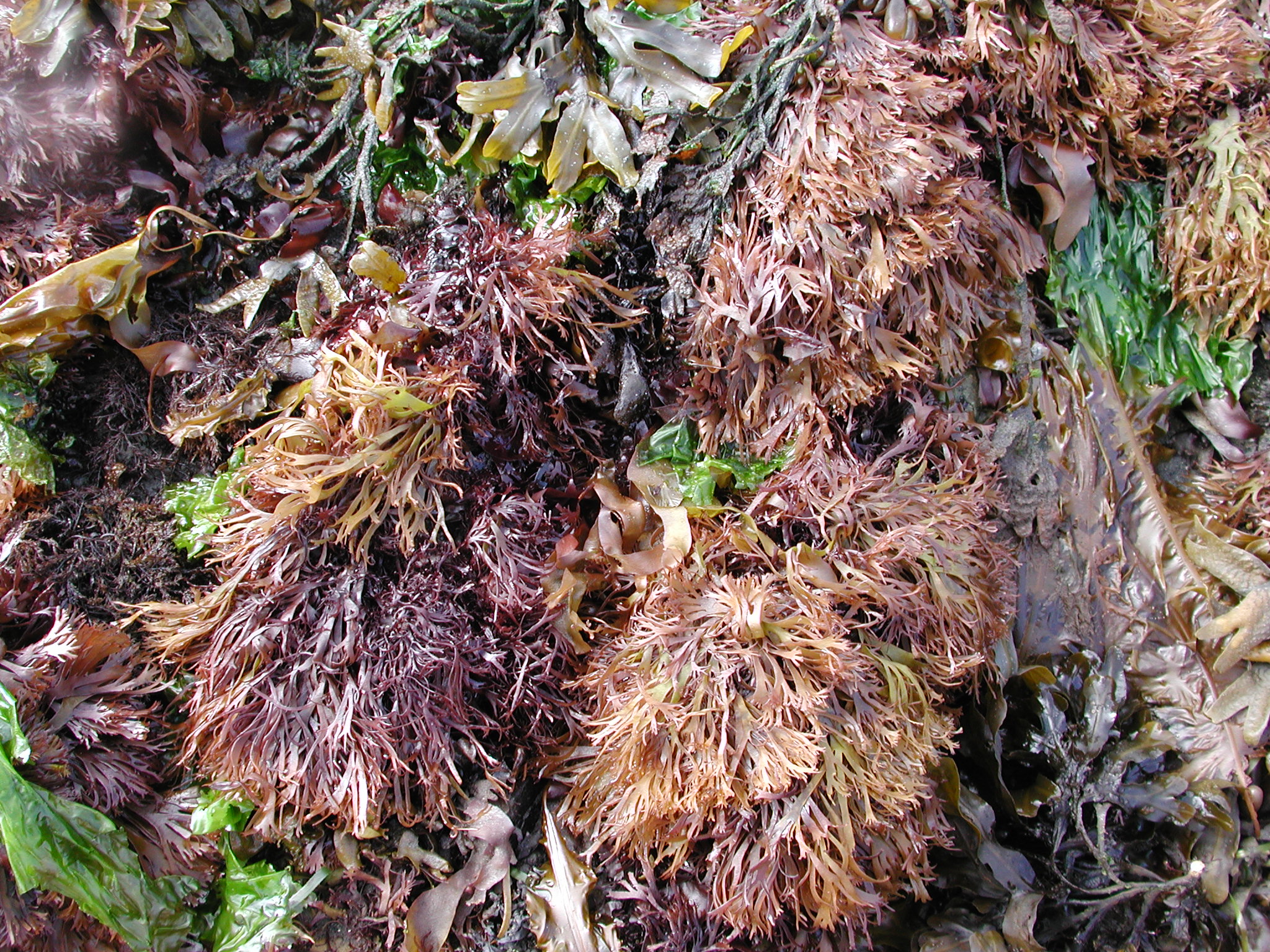 Devaleraea callophylloides – M. Lindeberg · Kodiak Archipelago · June 2005