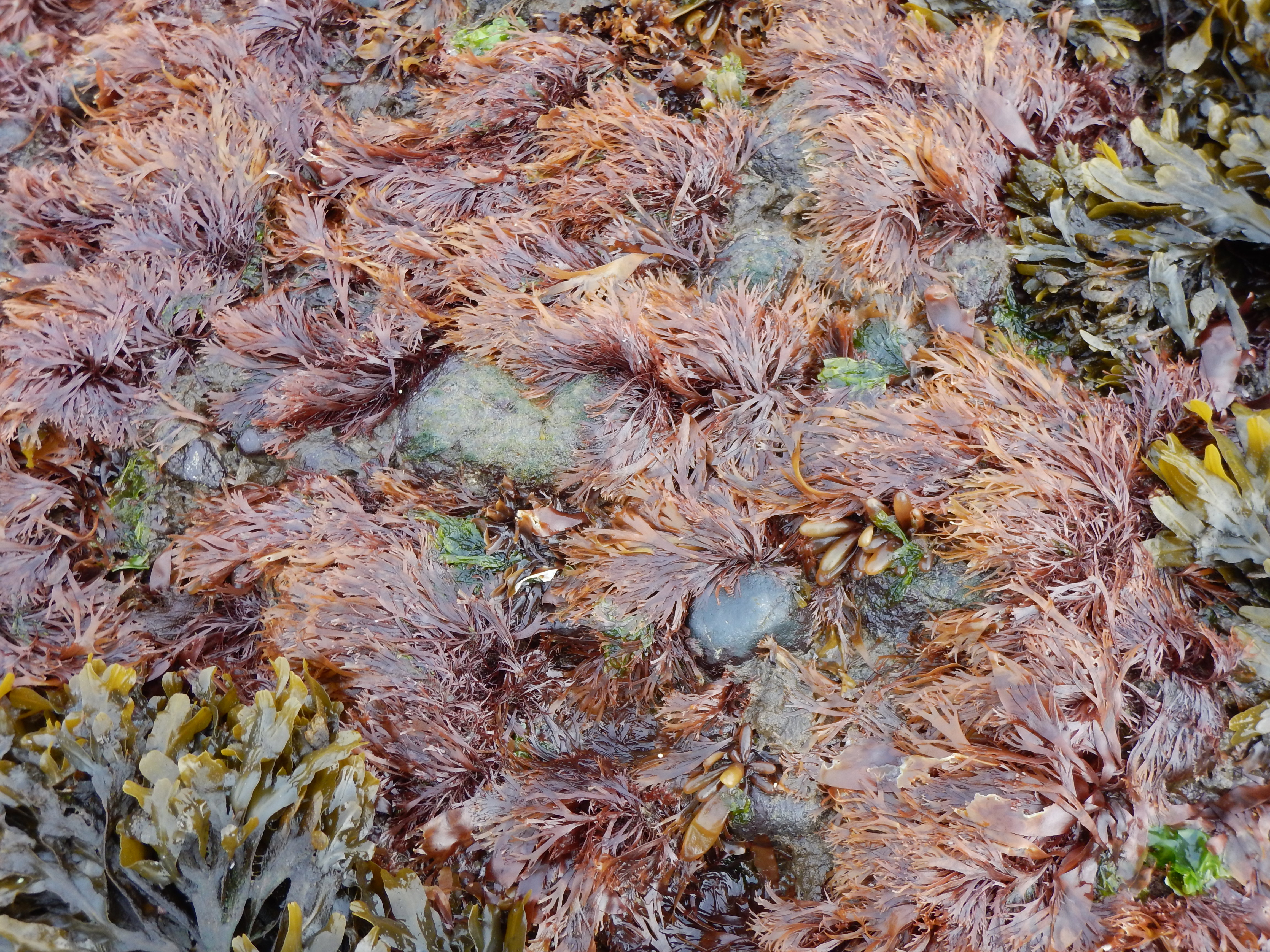 Devaleraea callophylloides – M. Lindeberg · Cook Inlet · June 2016