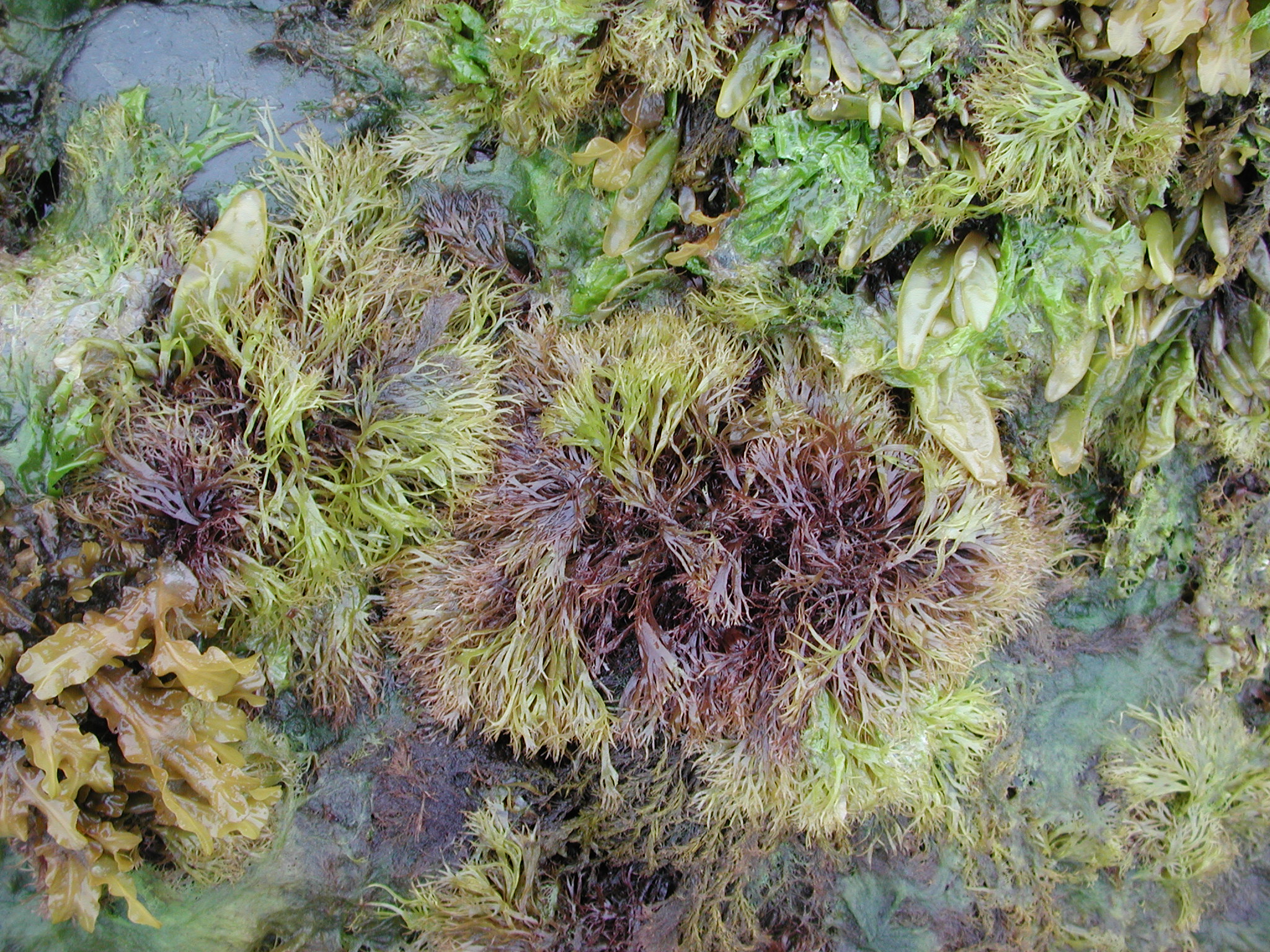 Devaleraea callophylloides – M. Lindeberg · Kodiak Archipelago · June 2005