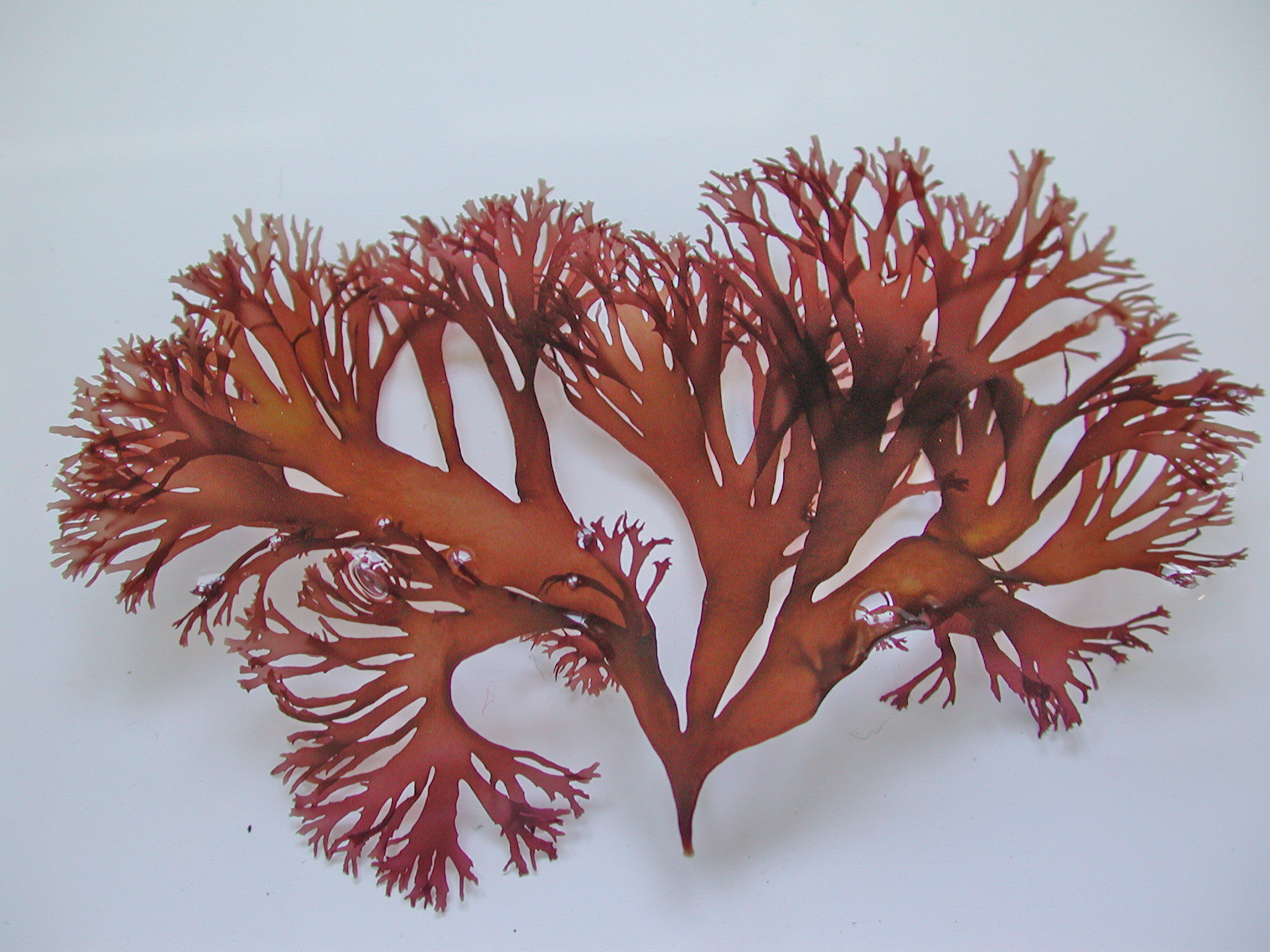 Devaleraea callophylloides – M. Lindeberg · Cook Inlet · June 2003