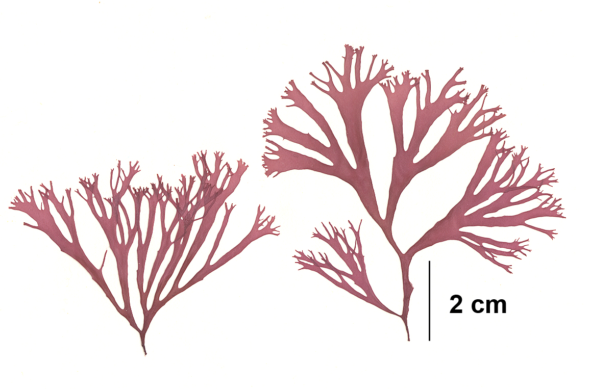 Devaleraea callophylloides