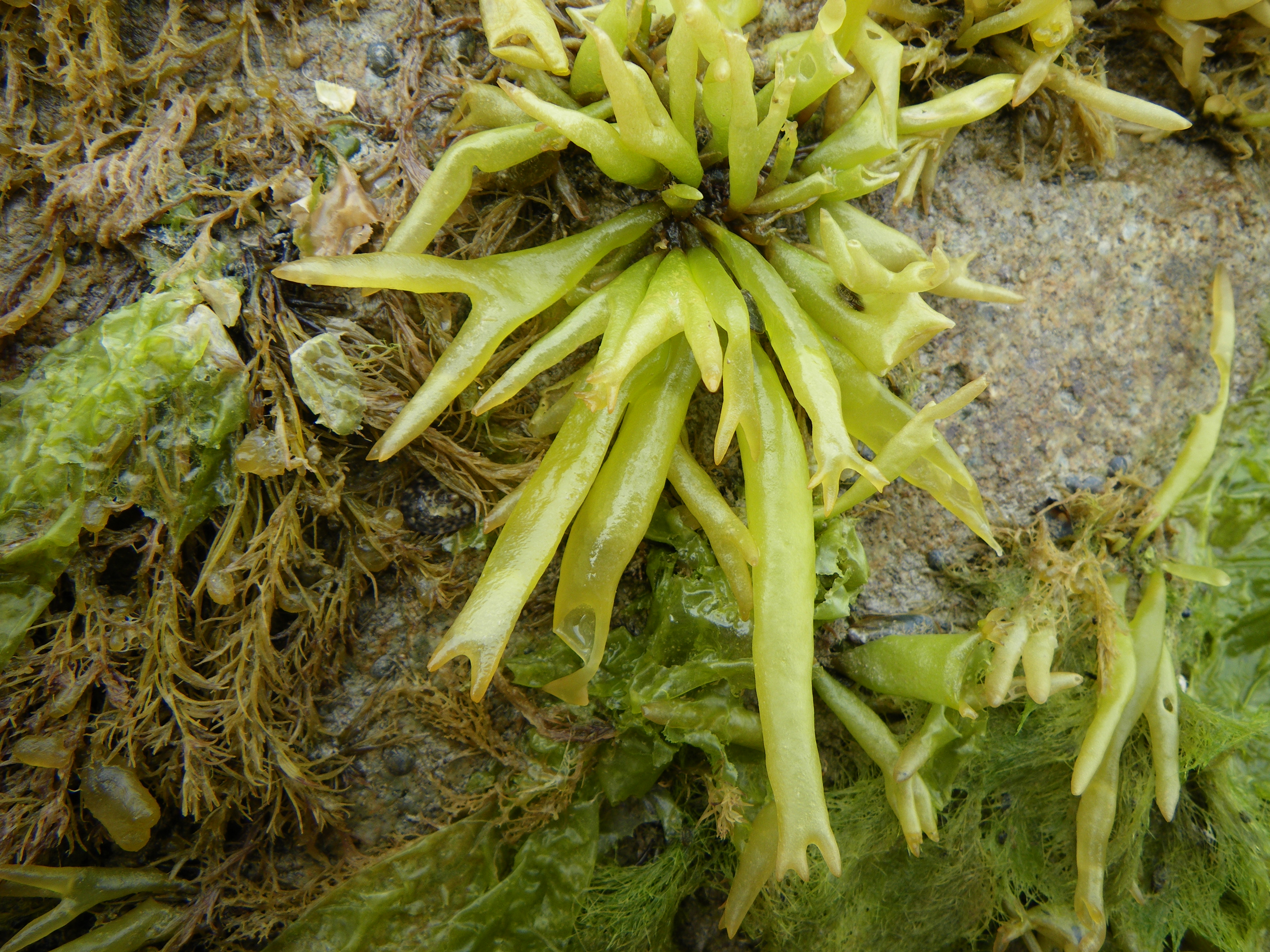 Devaleraea callophylloides – M. Lindeberg · Alaska Peninsula · July 2009