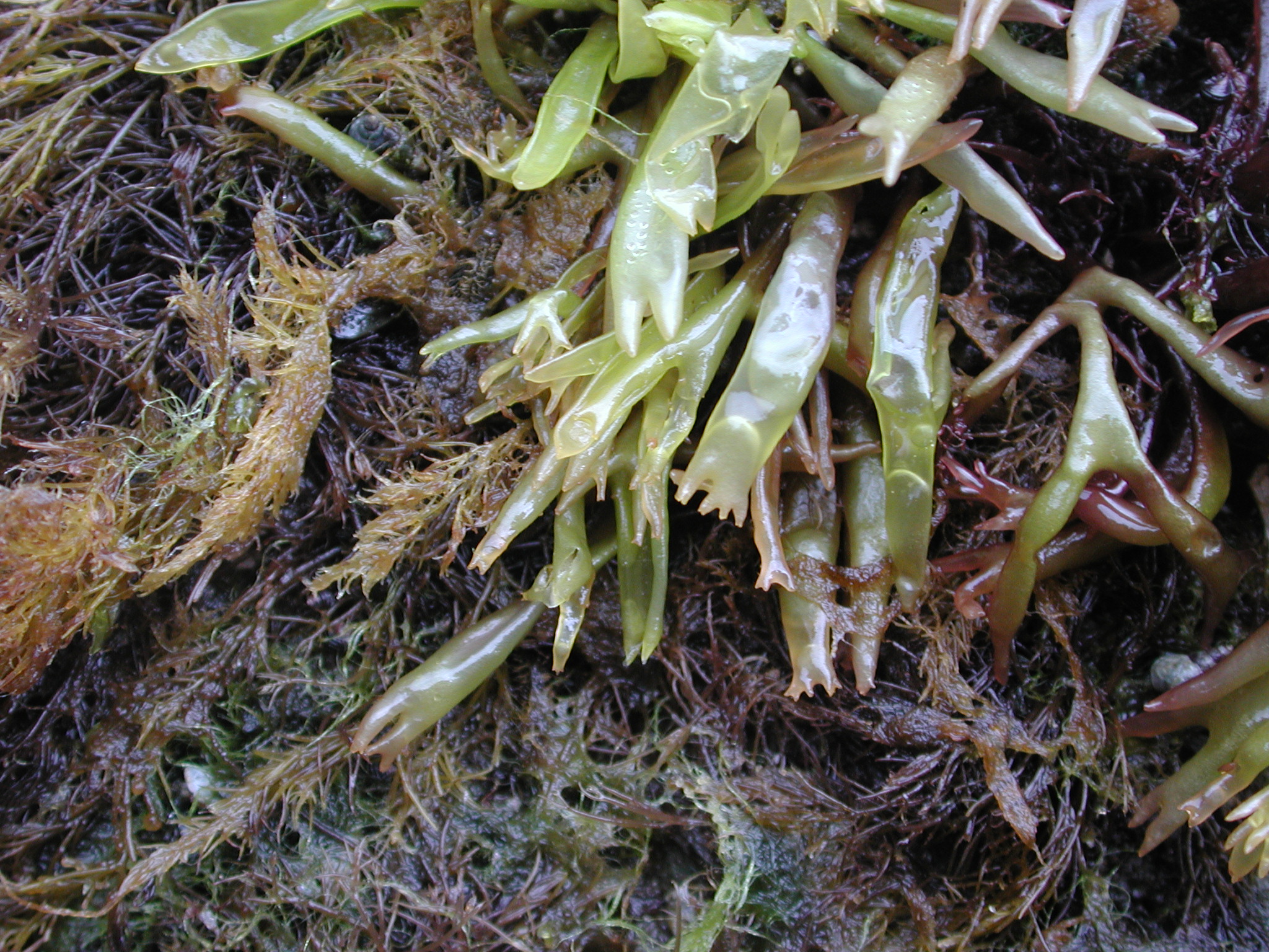 Devaleraea callophylloides – M. Lindeberg