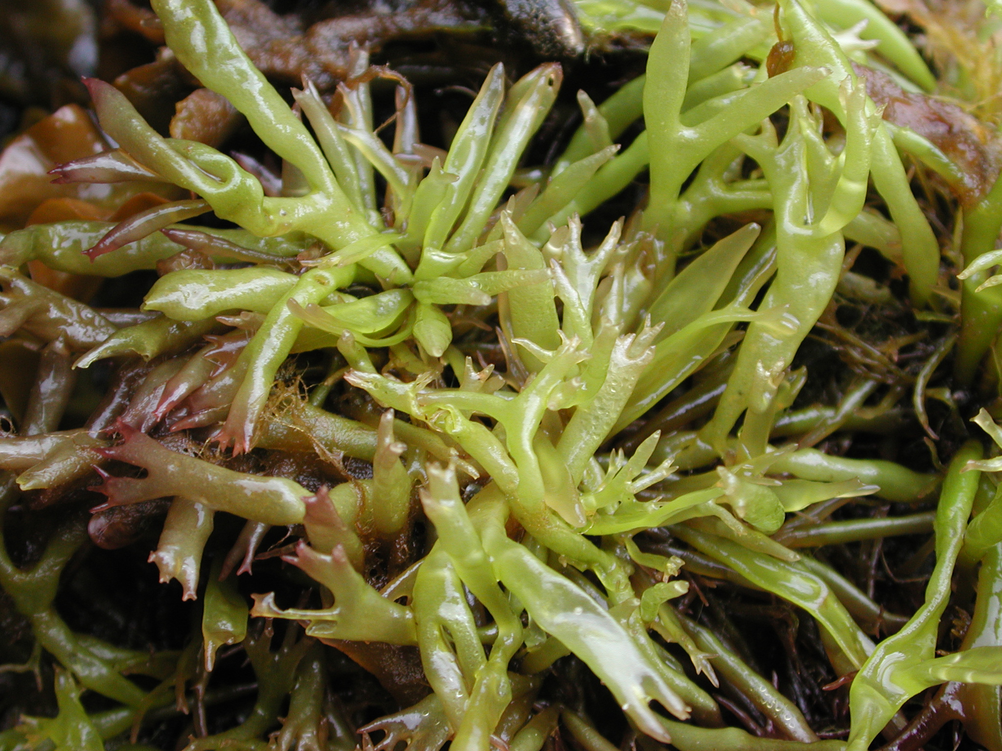 Devaleraea callophylloides – M. Lindeberg