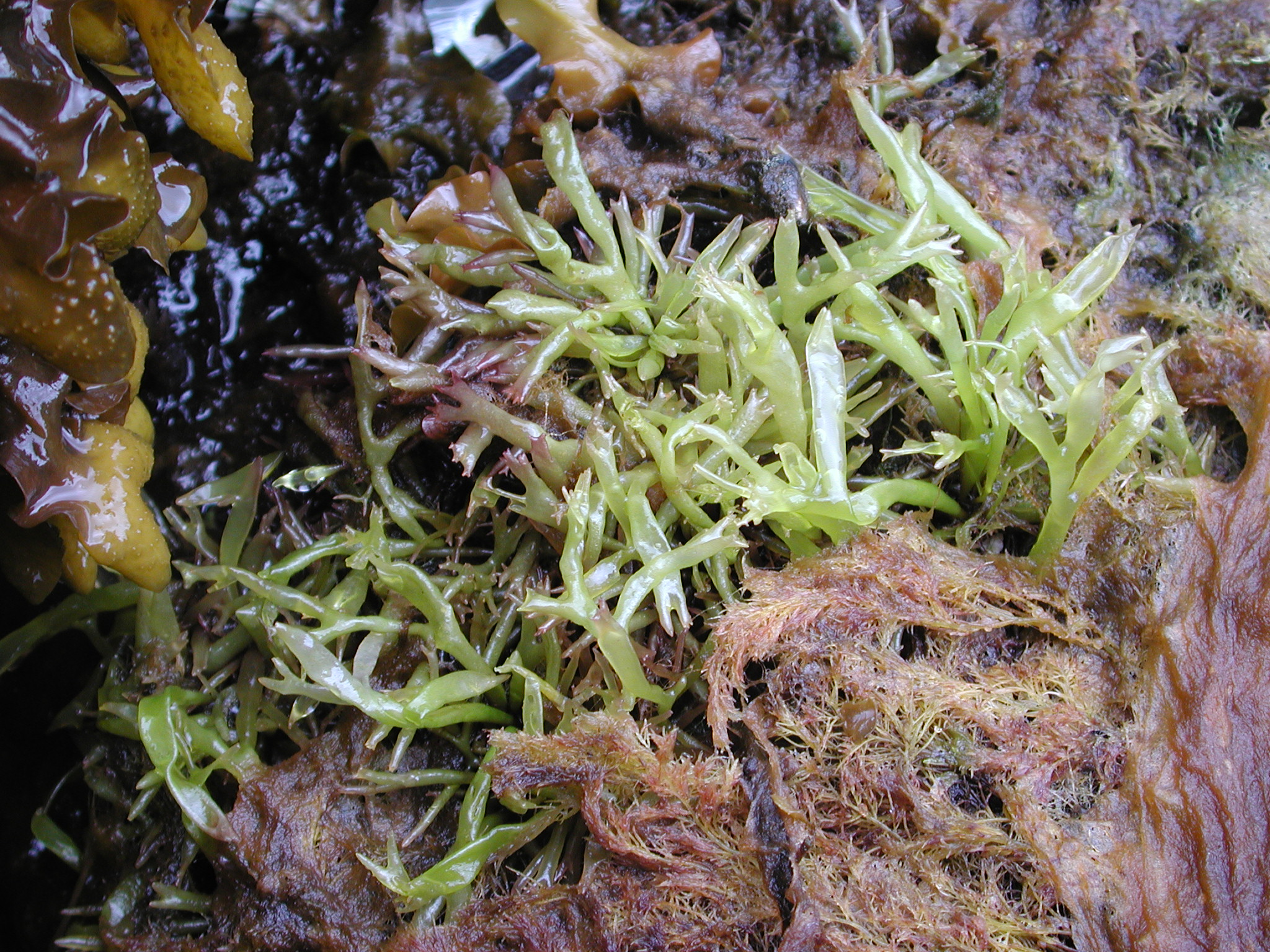 Devaleraea callophylloides – M. Lindeberg