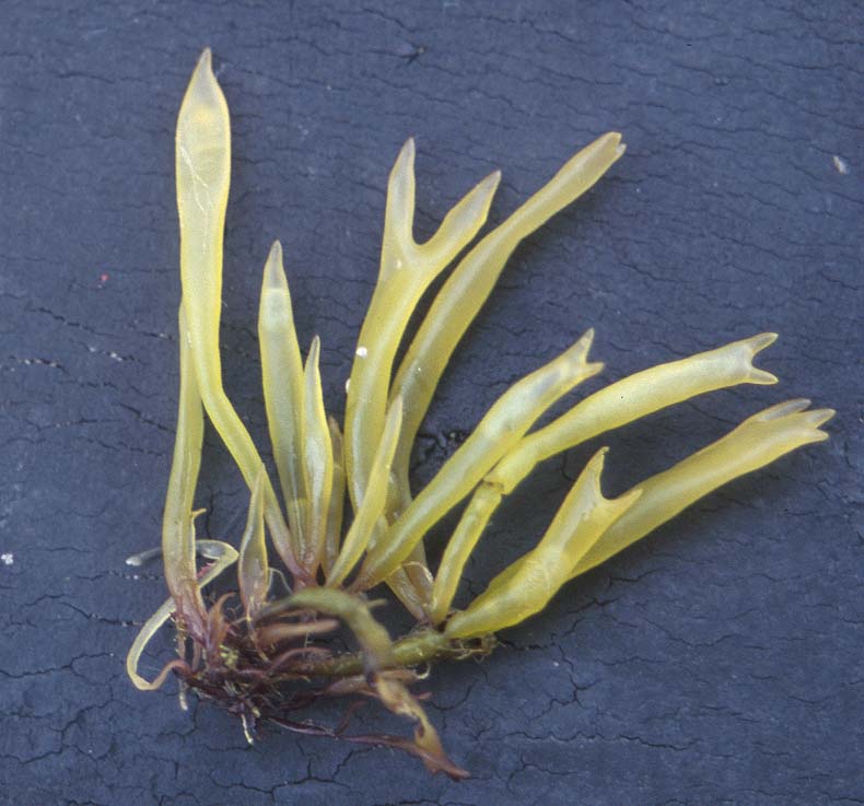 Devaleraea callophylloides – M. Lindeberg