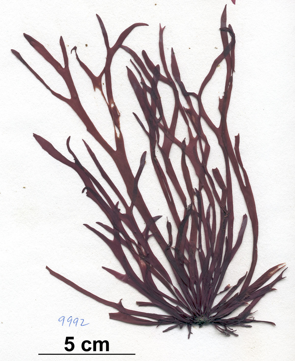 Devaleraea callophylloides – M. Lindeberg