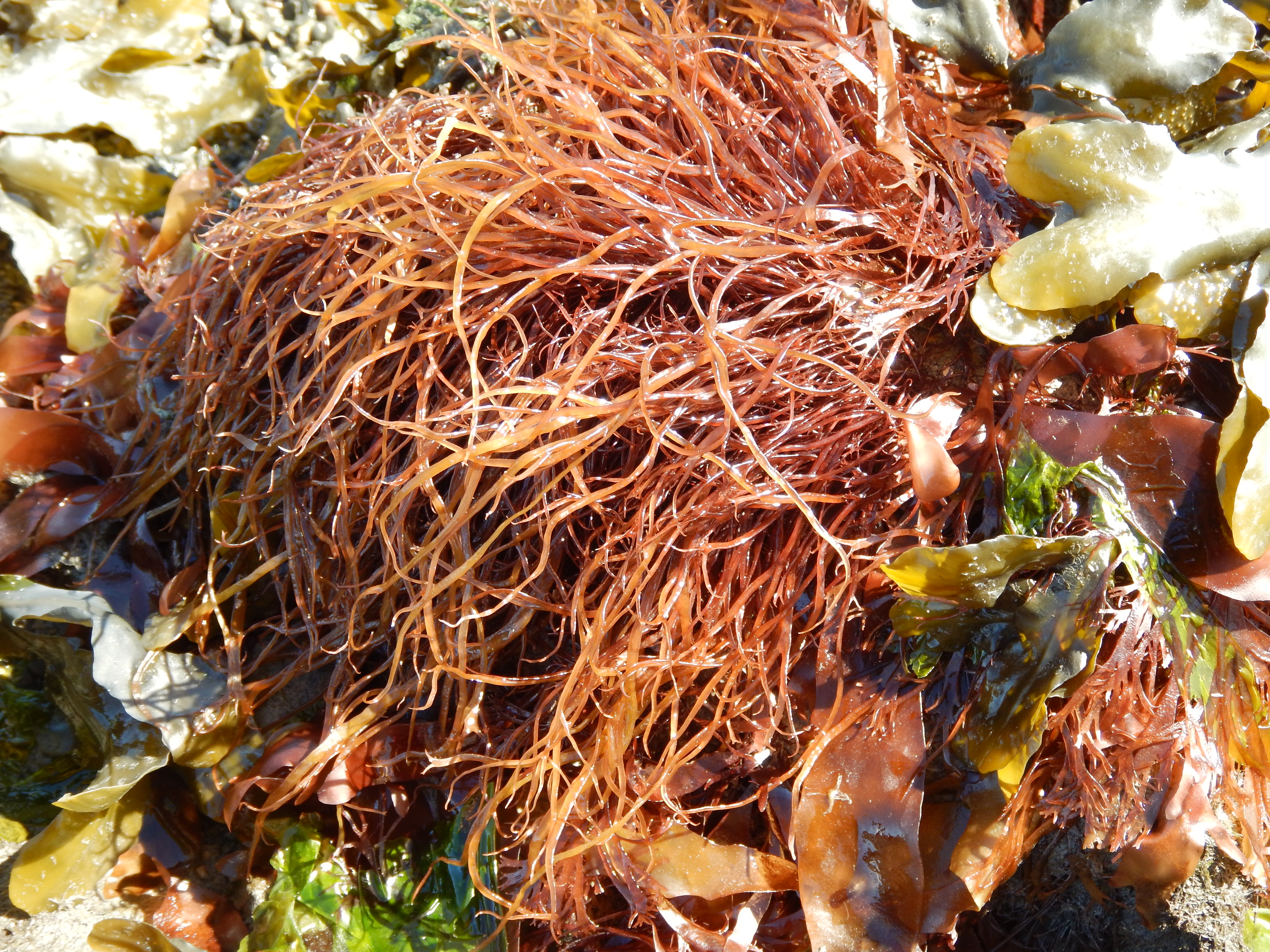 Devaleraea callophylloides – M. Lindeberg · Cook Inlet · May 2017